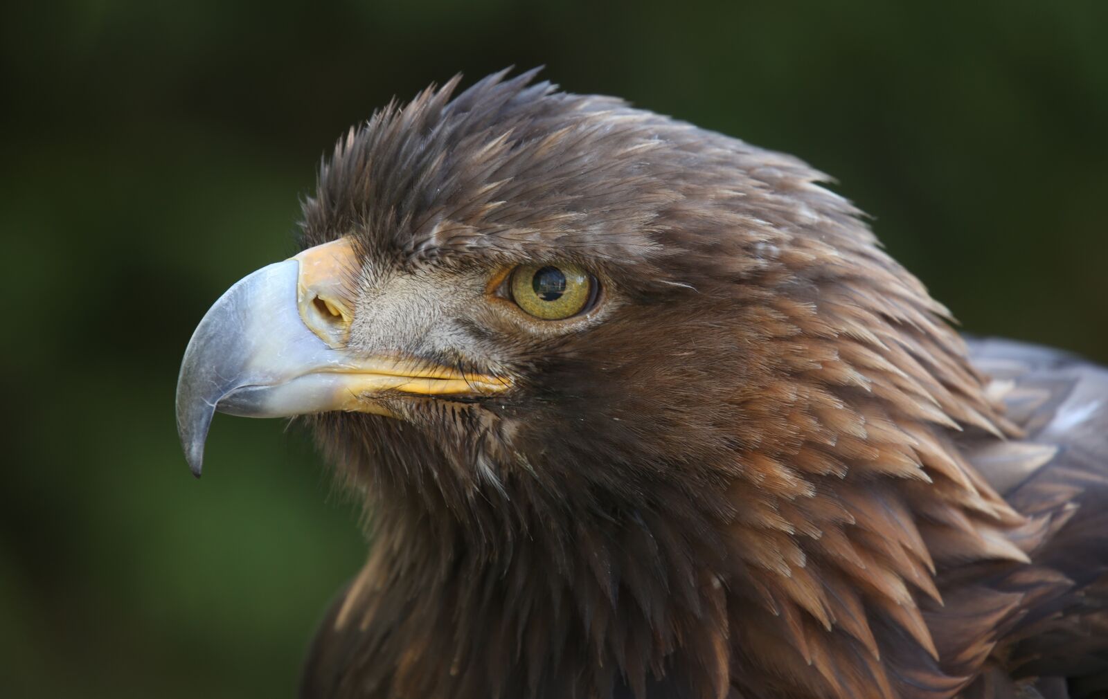 Canon EOS 5D Mark III sample photo. Golden, bird, eagle photography