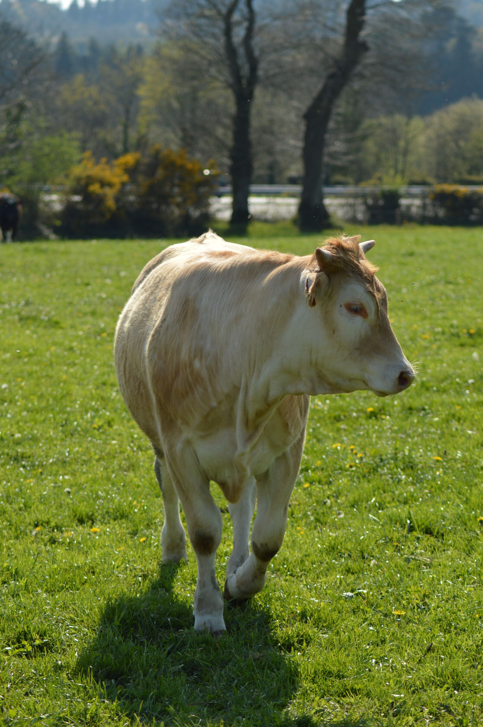 Nikon D3200 sample photo. Cow, field, cattle photography