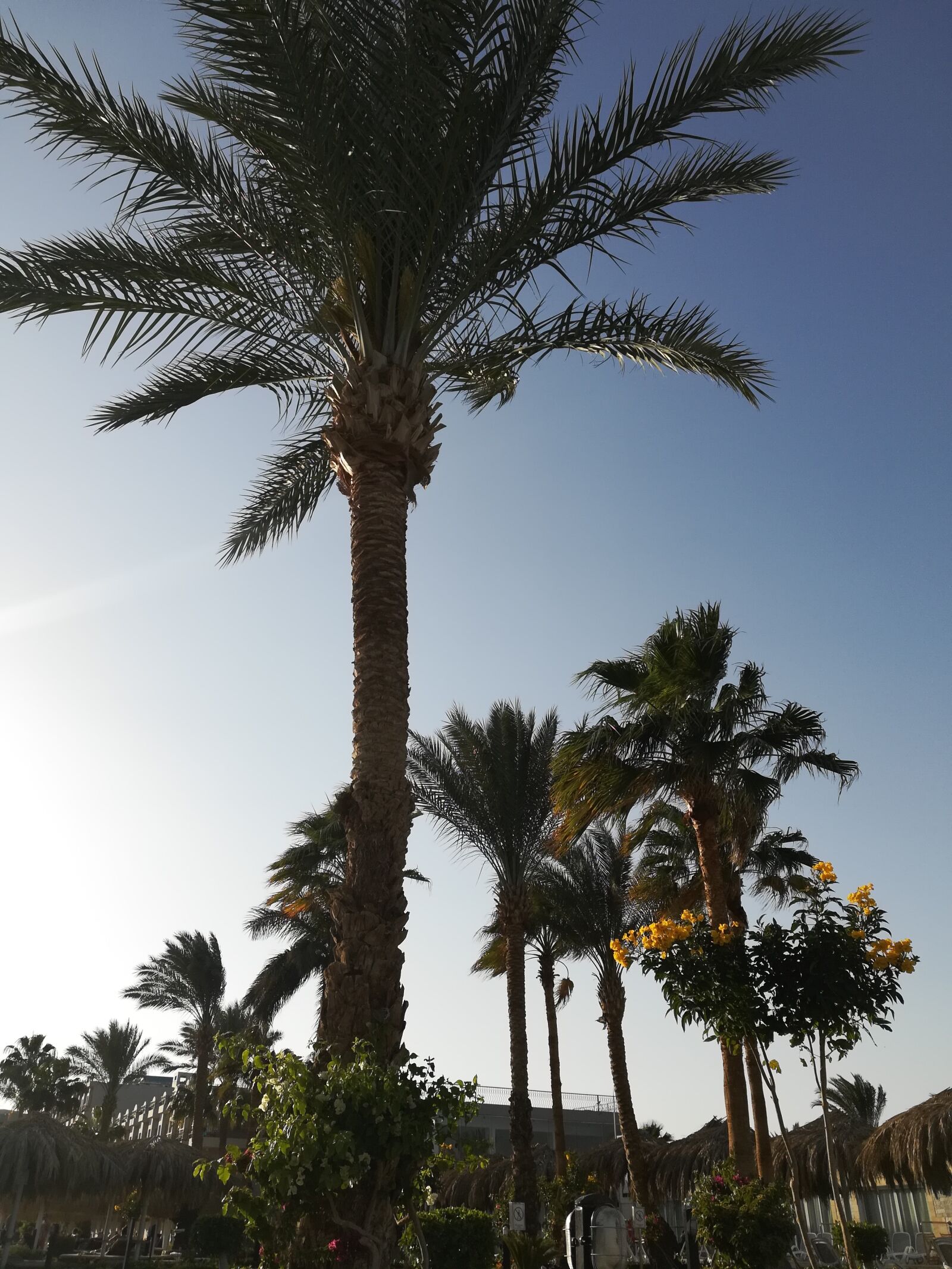 HUAWEI P10 lite sample photo. Holidays, palm trees, travel photography