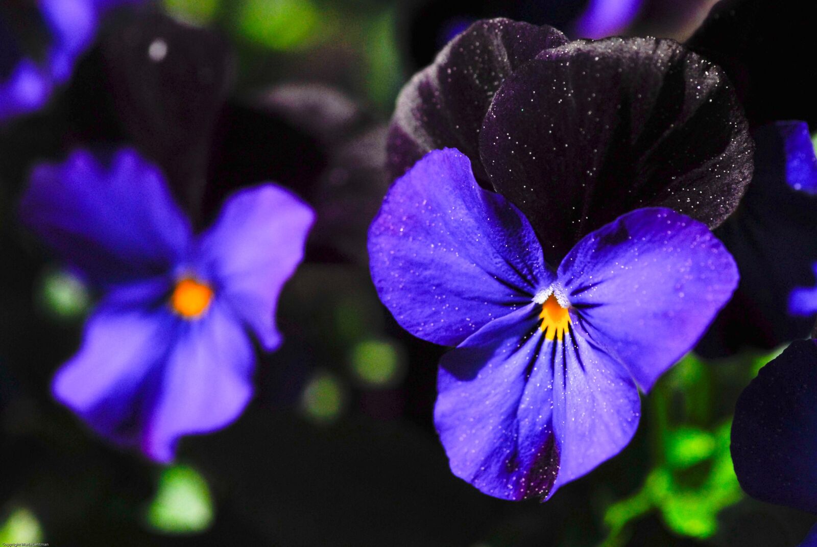 Nikon D200 sample photo. Pansy, flower, flowers photography