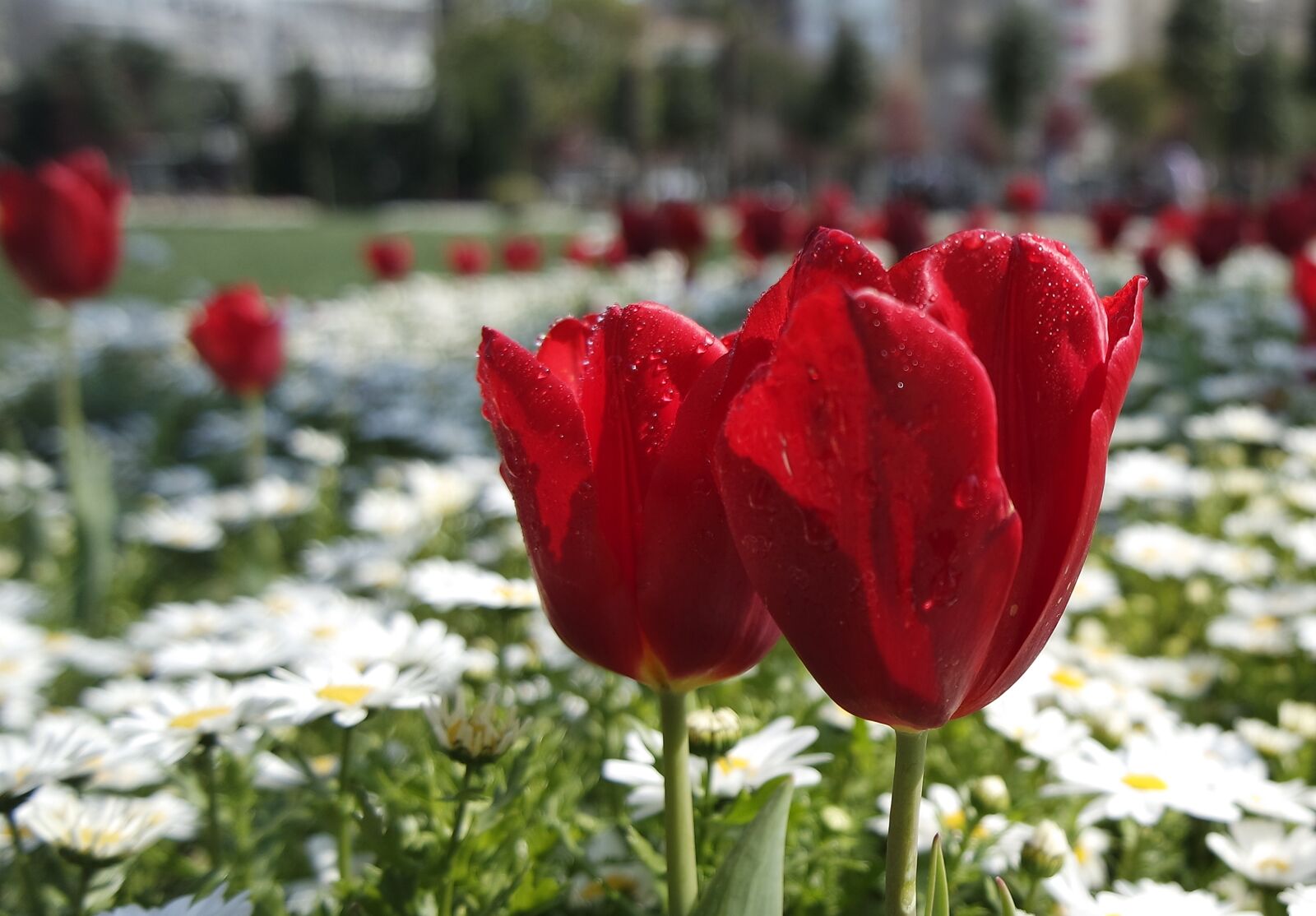 Samsung NX3000 sample photo. Flowers, tulips photography