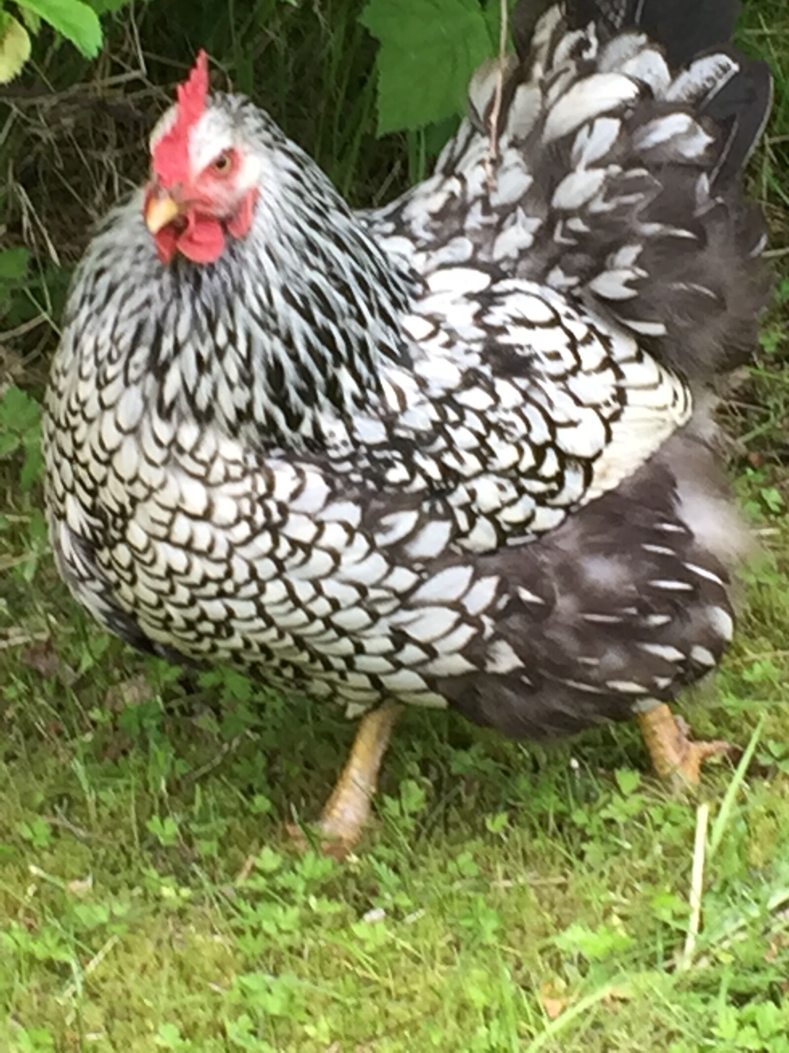 iPhone 6 back camera 4.15mm f/2.2 sample photo. Chicken, animal, hen photography