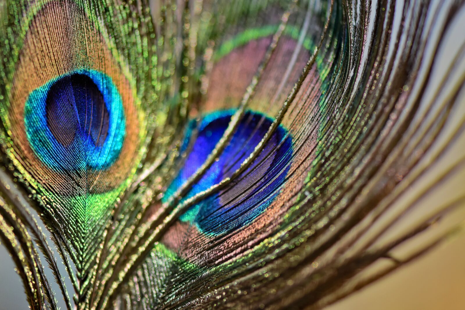 Nikon D7200 sample photo. Peacock feathers, plumage, iridescent photography