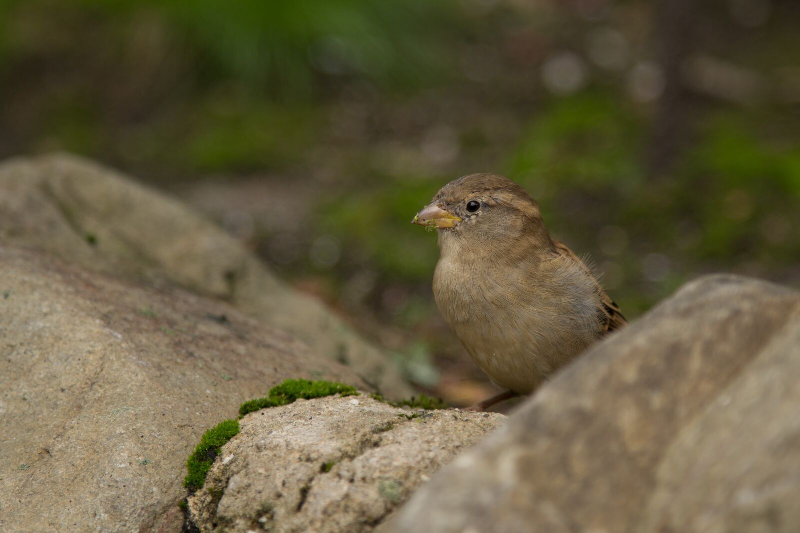 Canon EOS 60D + Canon EF 24-105mm F4L IS USM sample photo. Mus, bird, homester photography