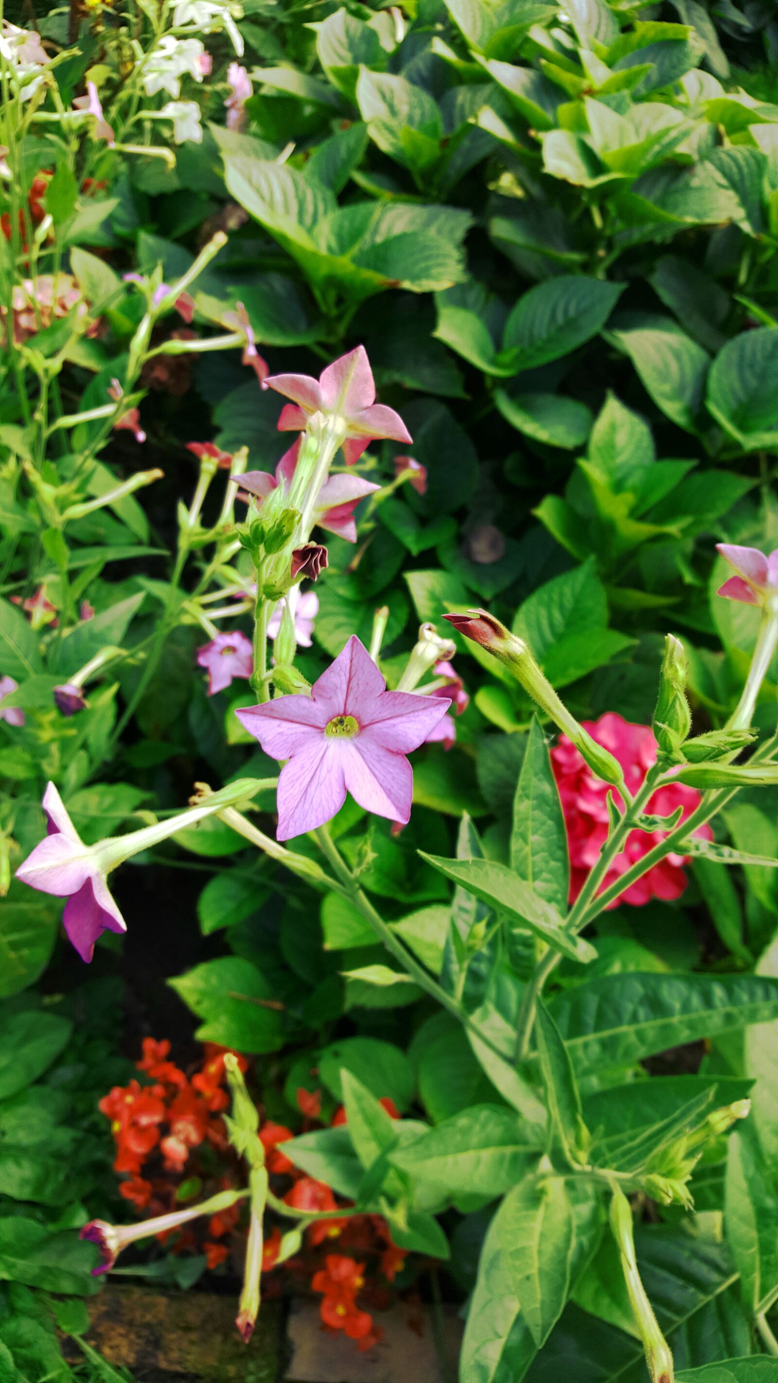 Samsung Galaxy S6 sample photo. Garden, flowers, green photography
