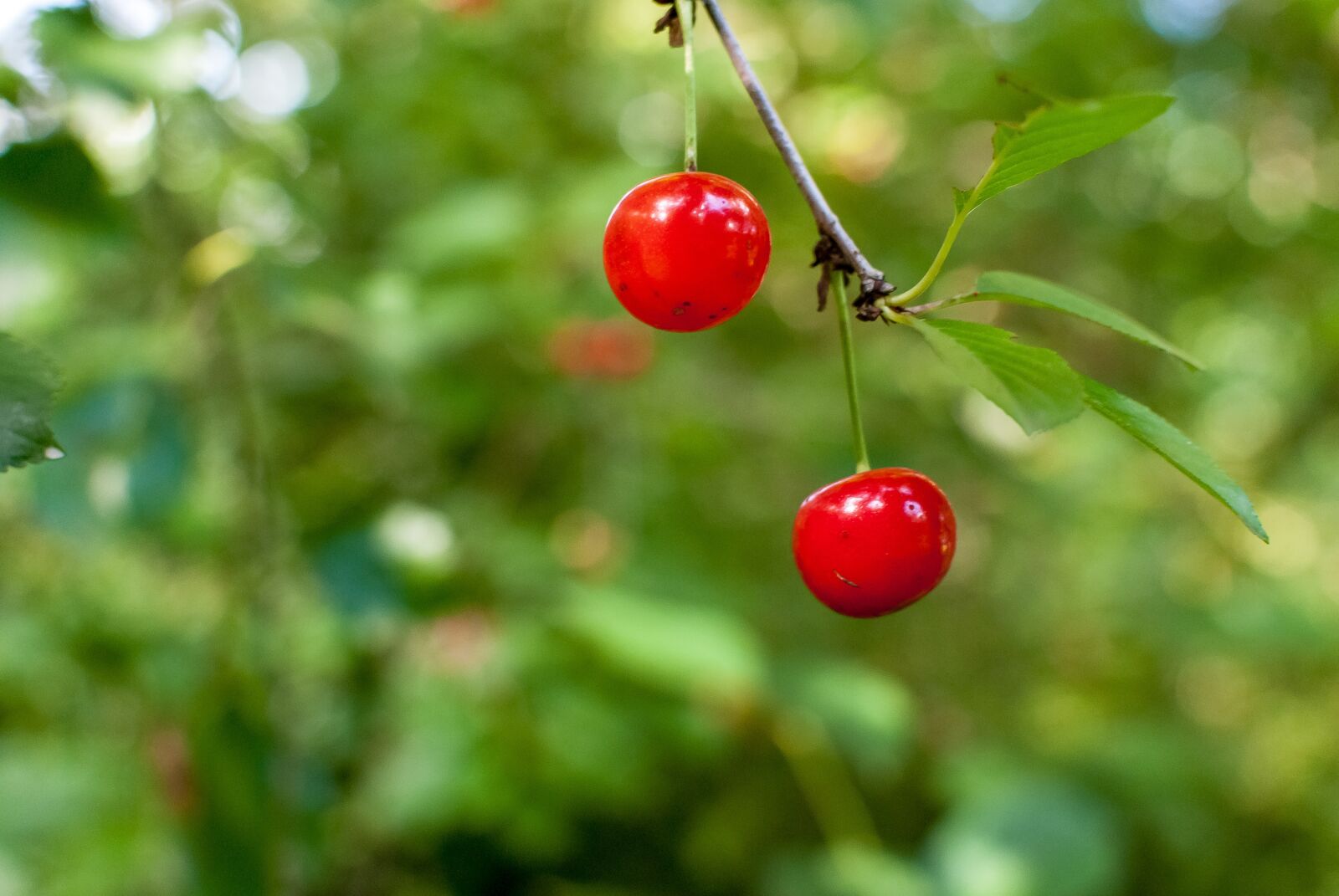 Nikon D80 sample photo. Cherry, red, red fruits photography