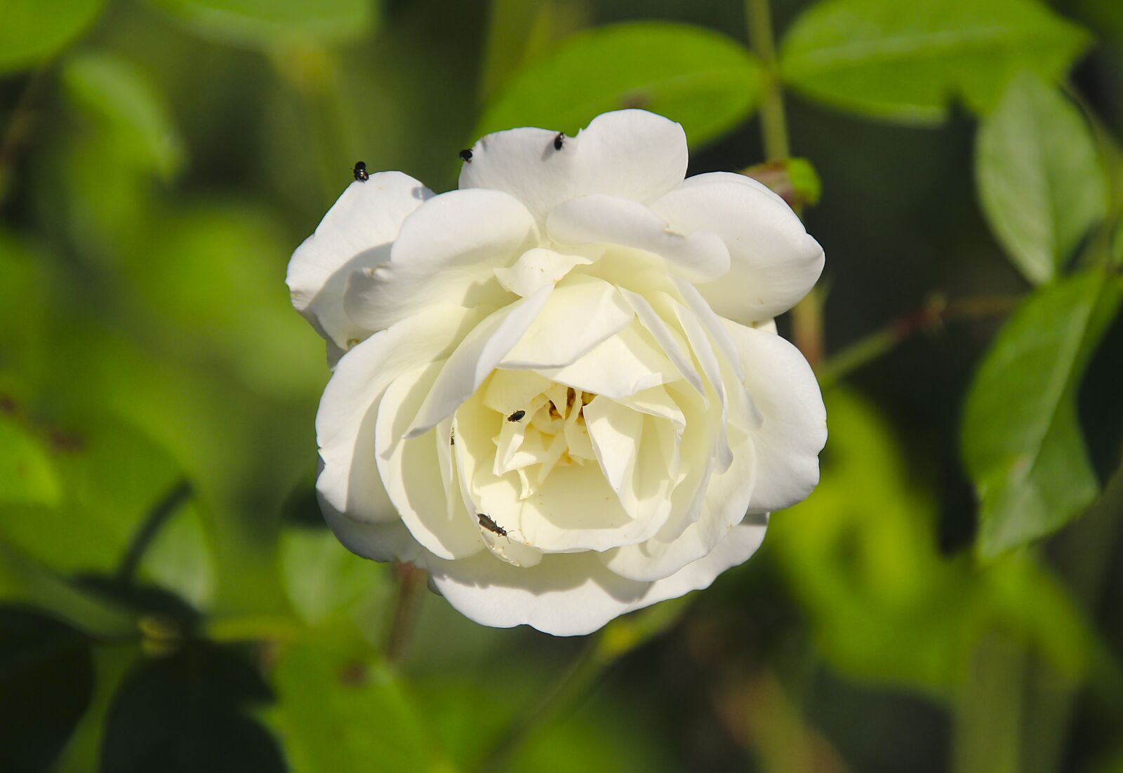 Canon EOS 700D (EOS Rebel T5i / EOS Kiss X7i) sample photo. Rose, beetle, white photography