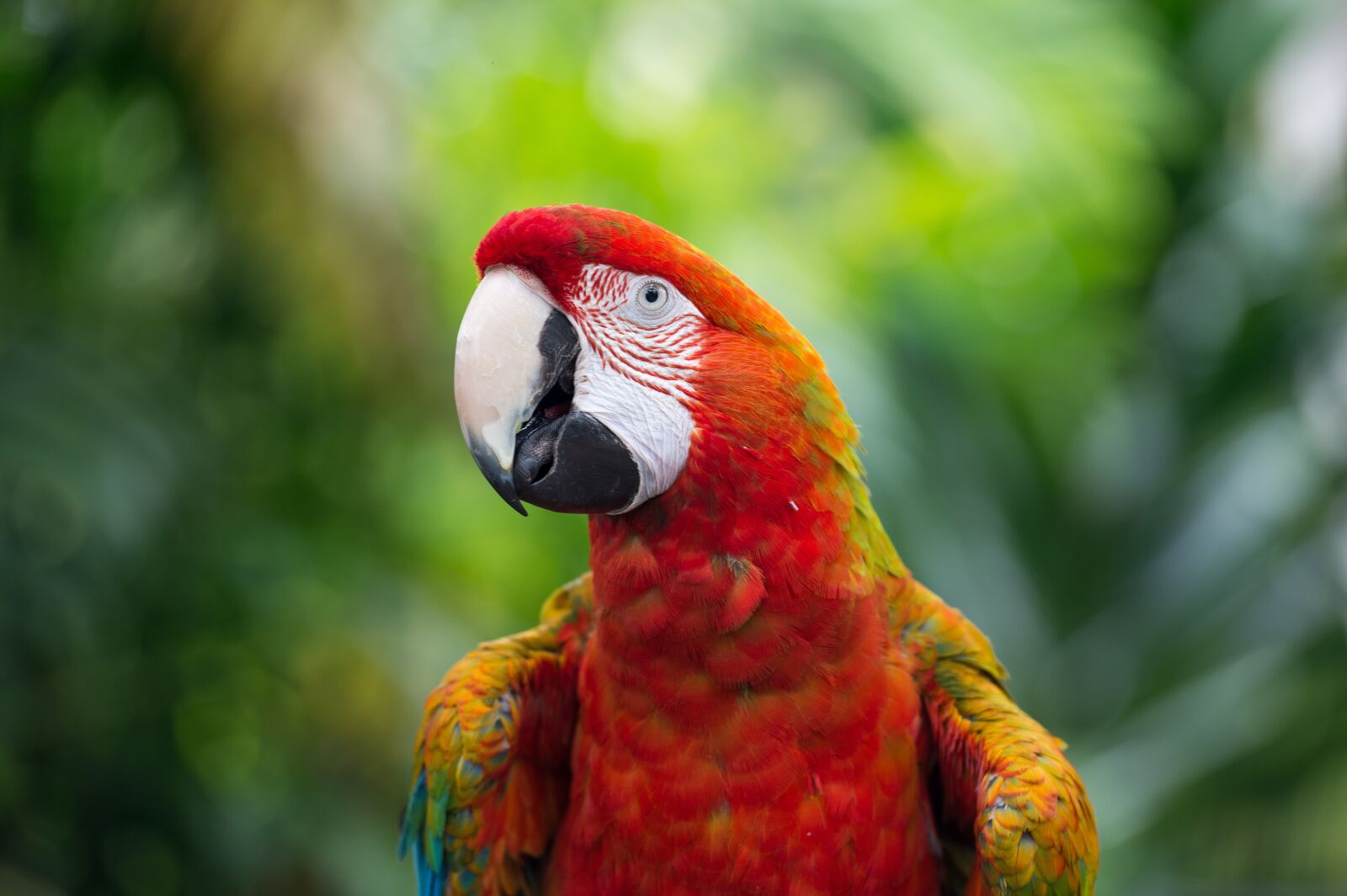 Nikon Df sample photo. Scarlet, macaw, rainbow photography