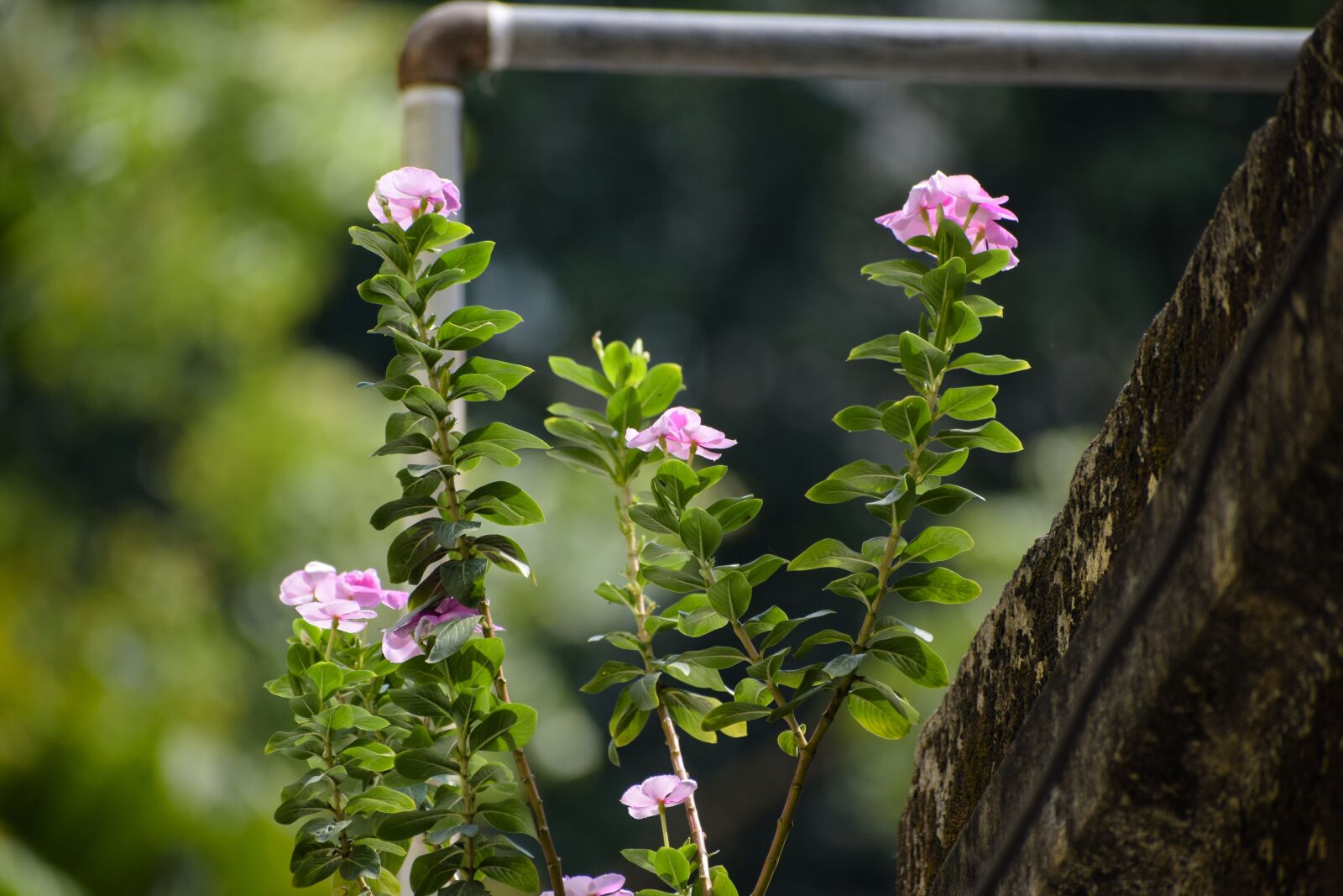 Nikon D5300 sample photo. Flower, nature, summer photography