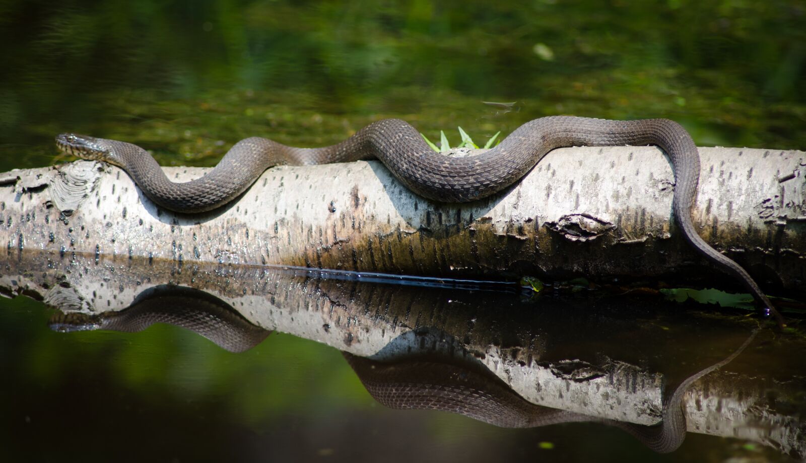 Nikon D7000 sample photo. Snake, nature, reptile photography