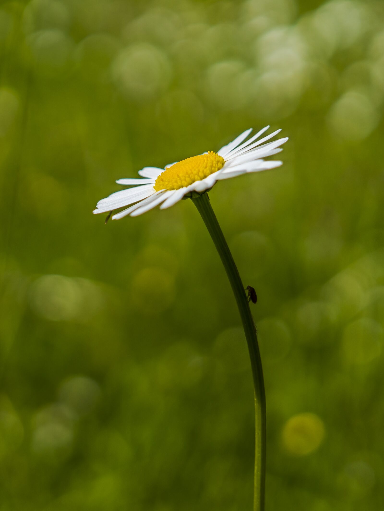 Sony a6300 + Sigma 30mm F2.8 EX DN sample photo. Marguerite, bokeh, plant photography