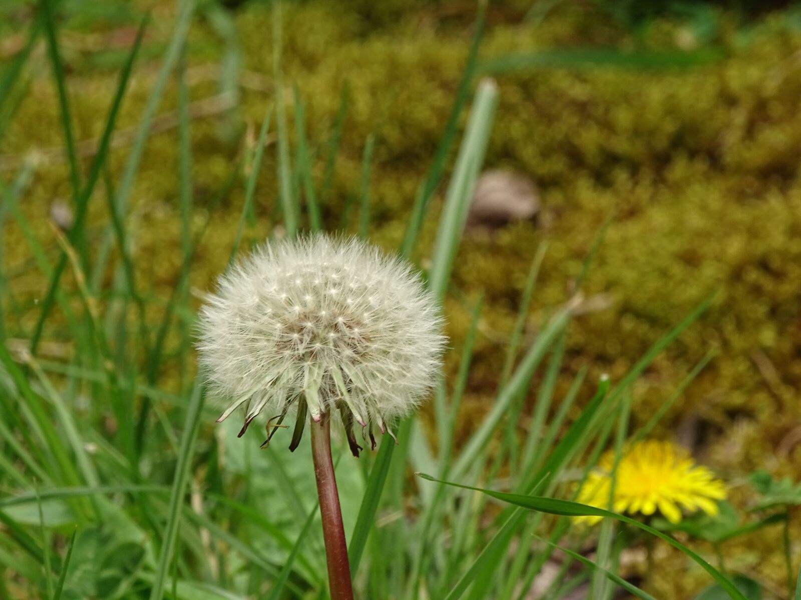 Sony Cyber-shot DSC-HX400V sample photo. Nature, lawn, plant photography