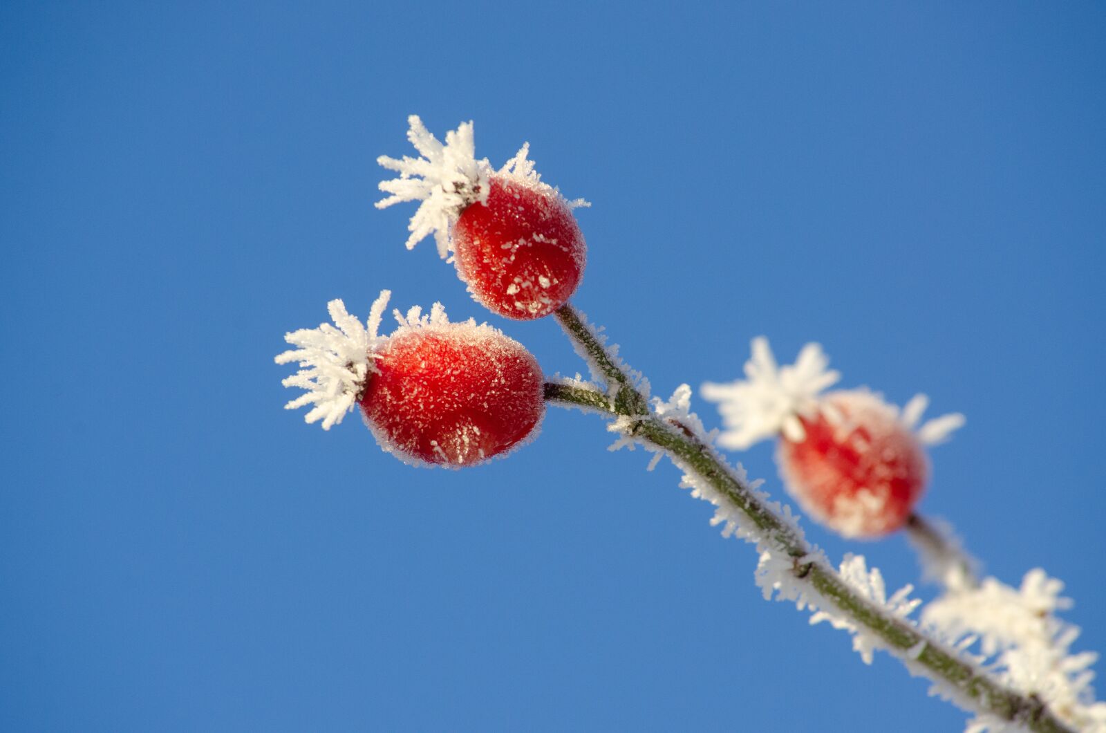 Tamron AF 55-200mm F4-5.6 Di II LD Macro sample photo. Rose hip, frost, sky photography
