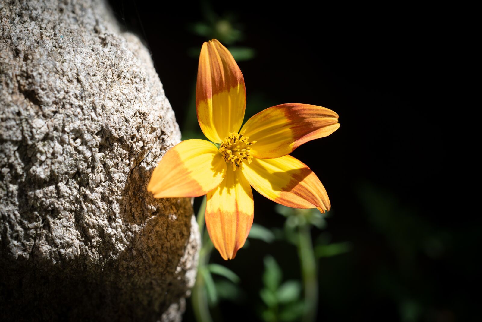 Nikon D750 sample photo. Flower, blossom, bloom photography