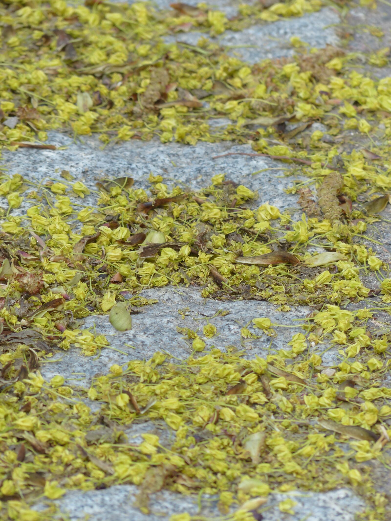 Panasonic Lumix DMC-FZ200 sample photo. Lime blossom, pollen, bee photography
