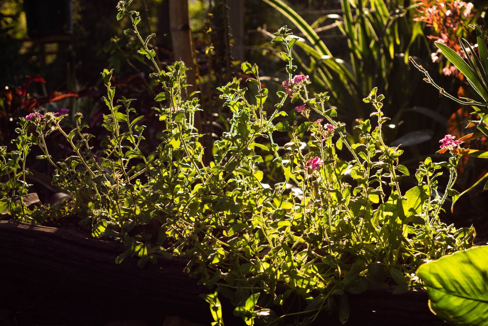 Nikon D7200 sample photo. Flower, garden, botanic photography