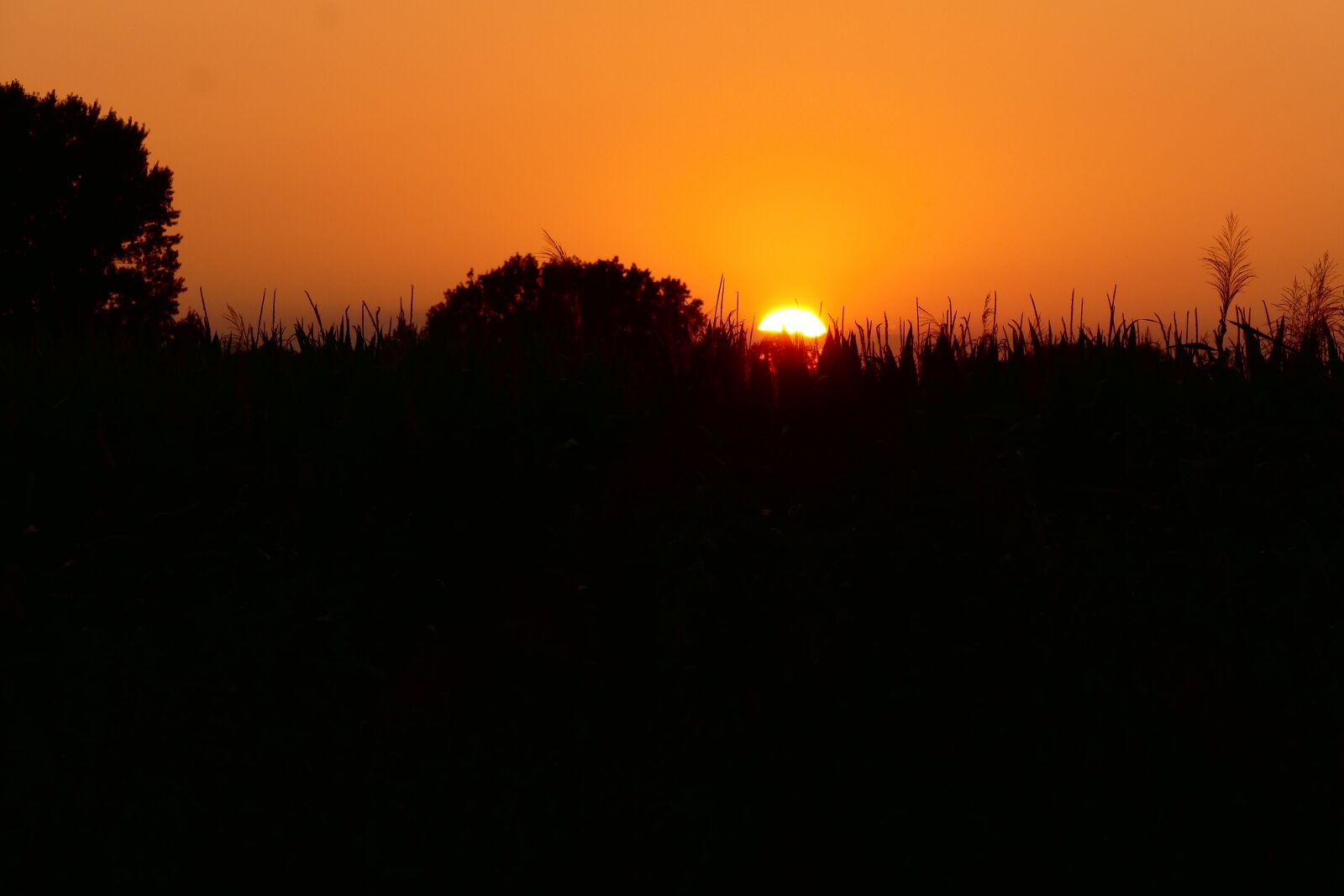 Panasonic Lumix DMC-FZ1000 sample photo. West, the sun, nature photography