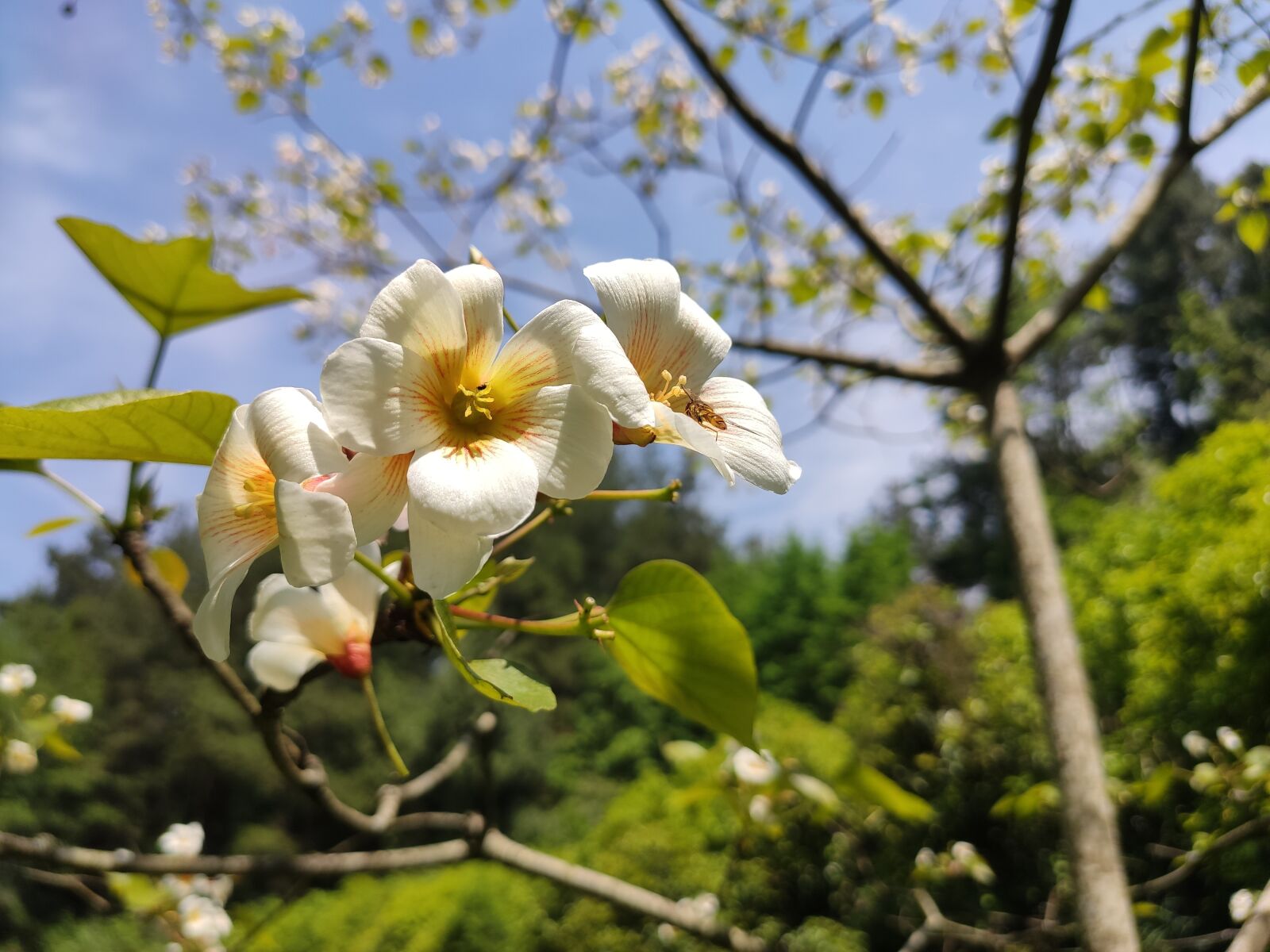Xiaomi Redmi K20 Pro sample photo. Flower, tung oil, bee photography