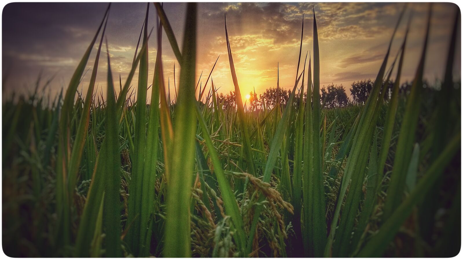 Xiaomi Redmi Note 4 sample photo. Sunset time, sun images photography
