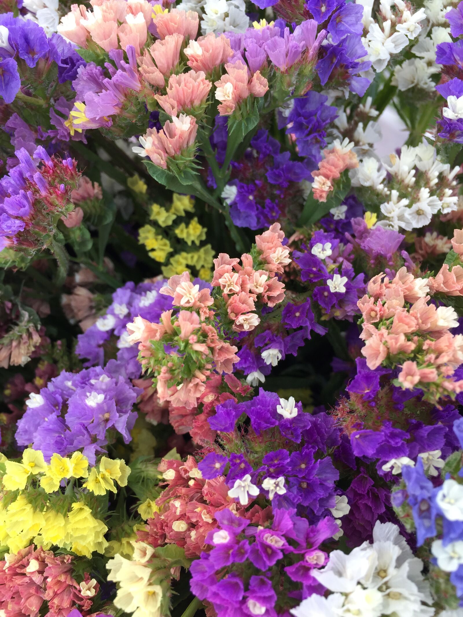 Apple iPhone 6 sample photo. Flowers, nature, dried flowers photography