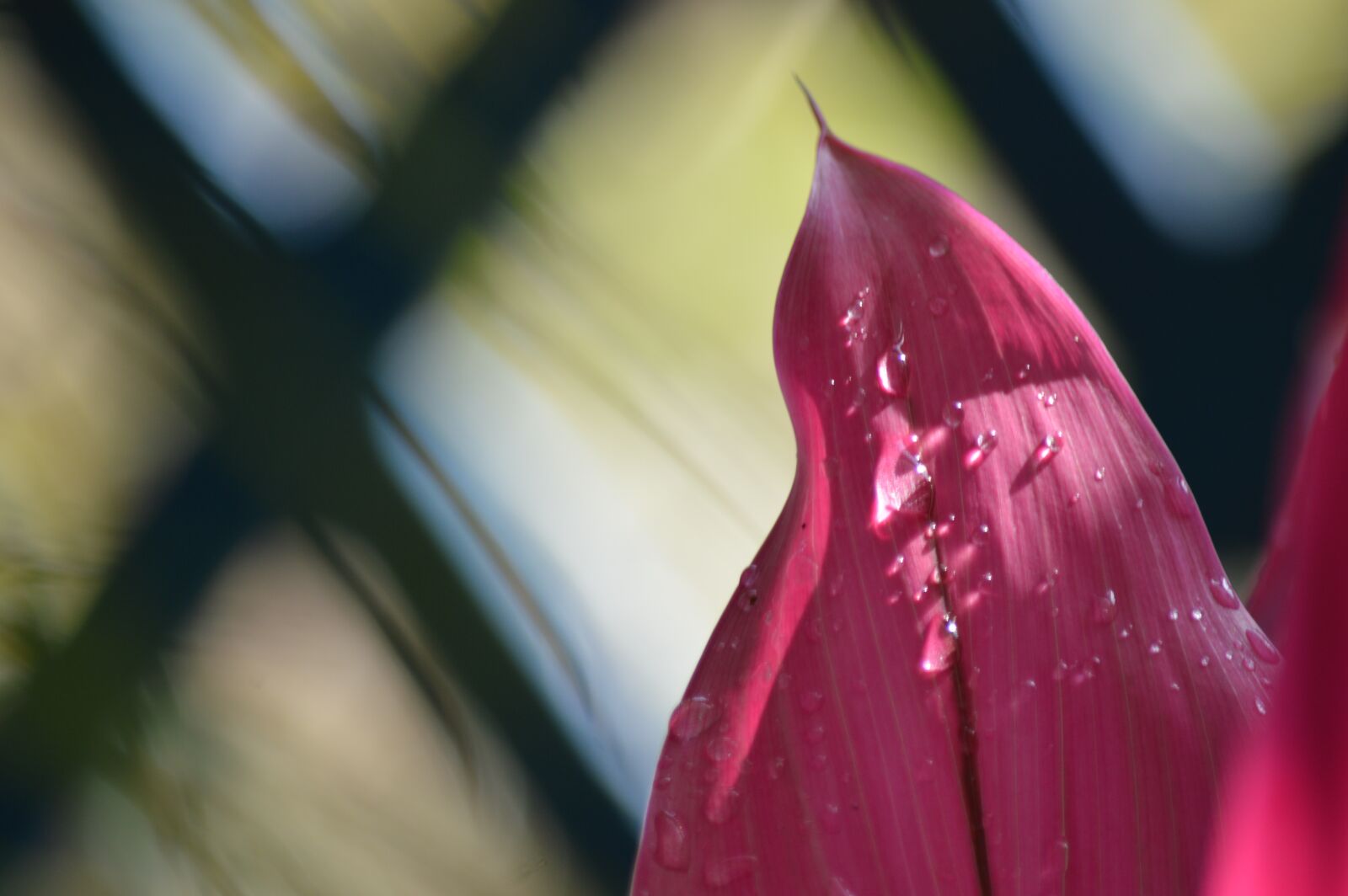 Nikon D3200 sample photo. Pink, background, detail photography