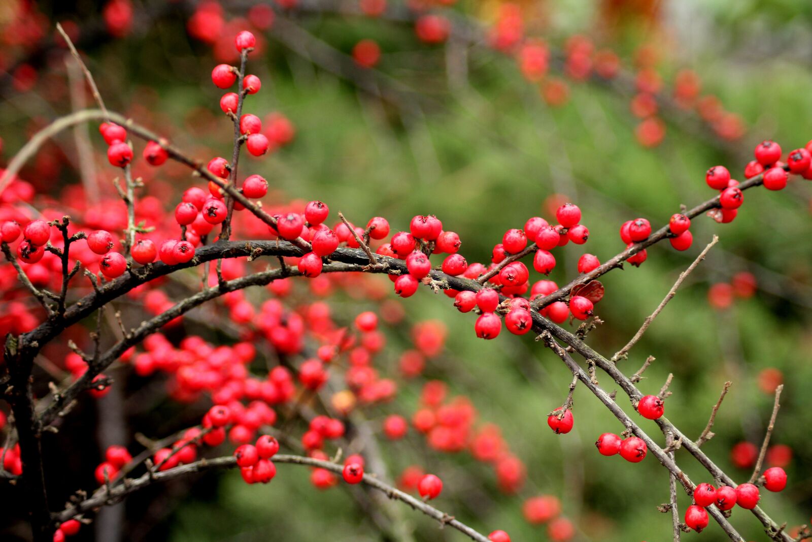 Canon EOS 1200D (EOS Rebel T5 / EOS Kiss X70 / EOS Hi) sample photo. Cotoneaster, bush, winter photography