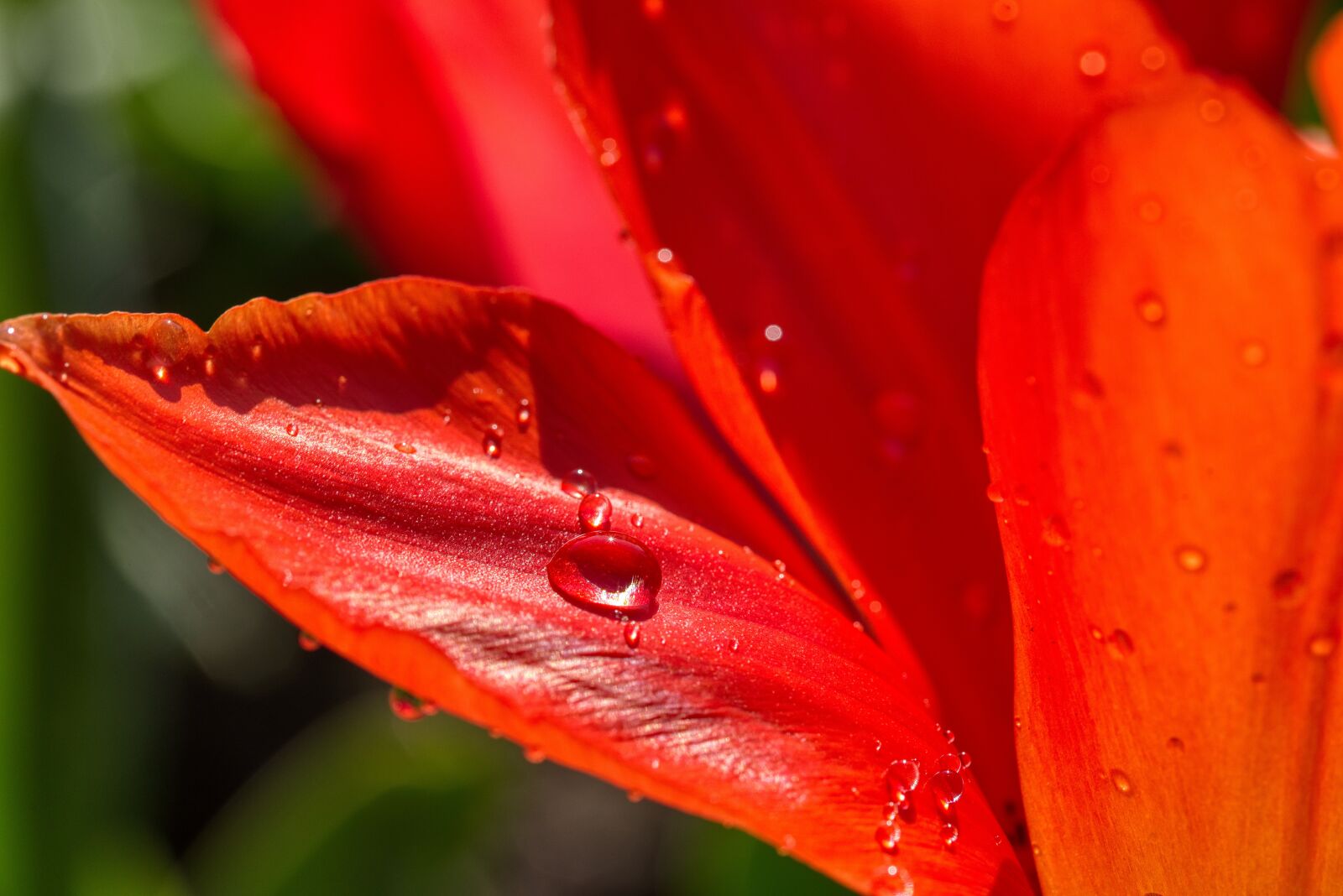 Nikon D750 sample photo. Tulip, flower, blossom photography