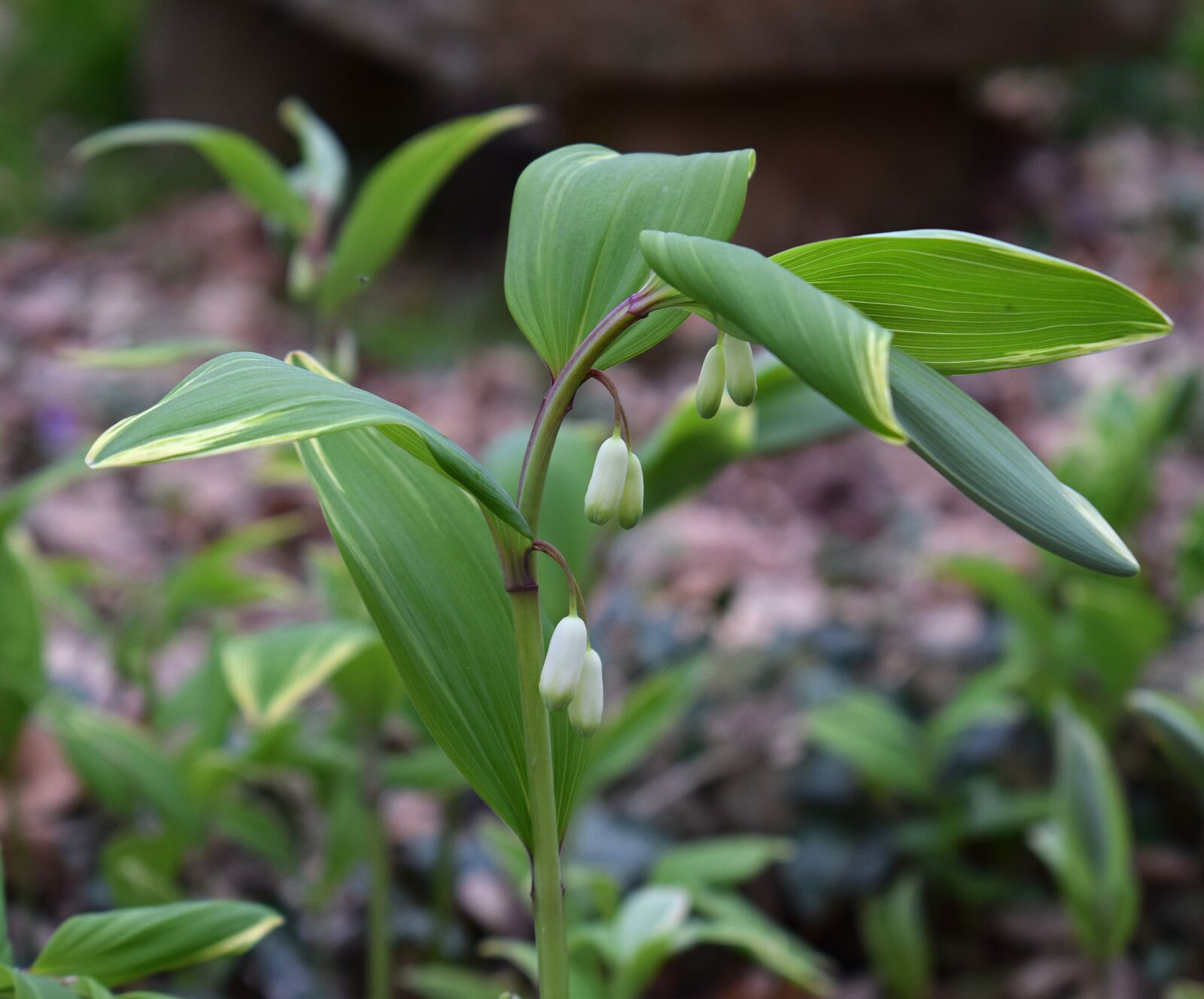 Nikon D3300 sample photo. Solomon seal, buds, flower photography