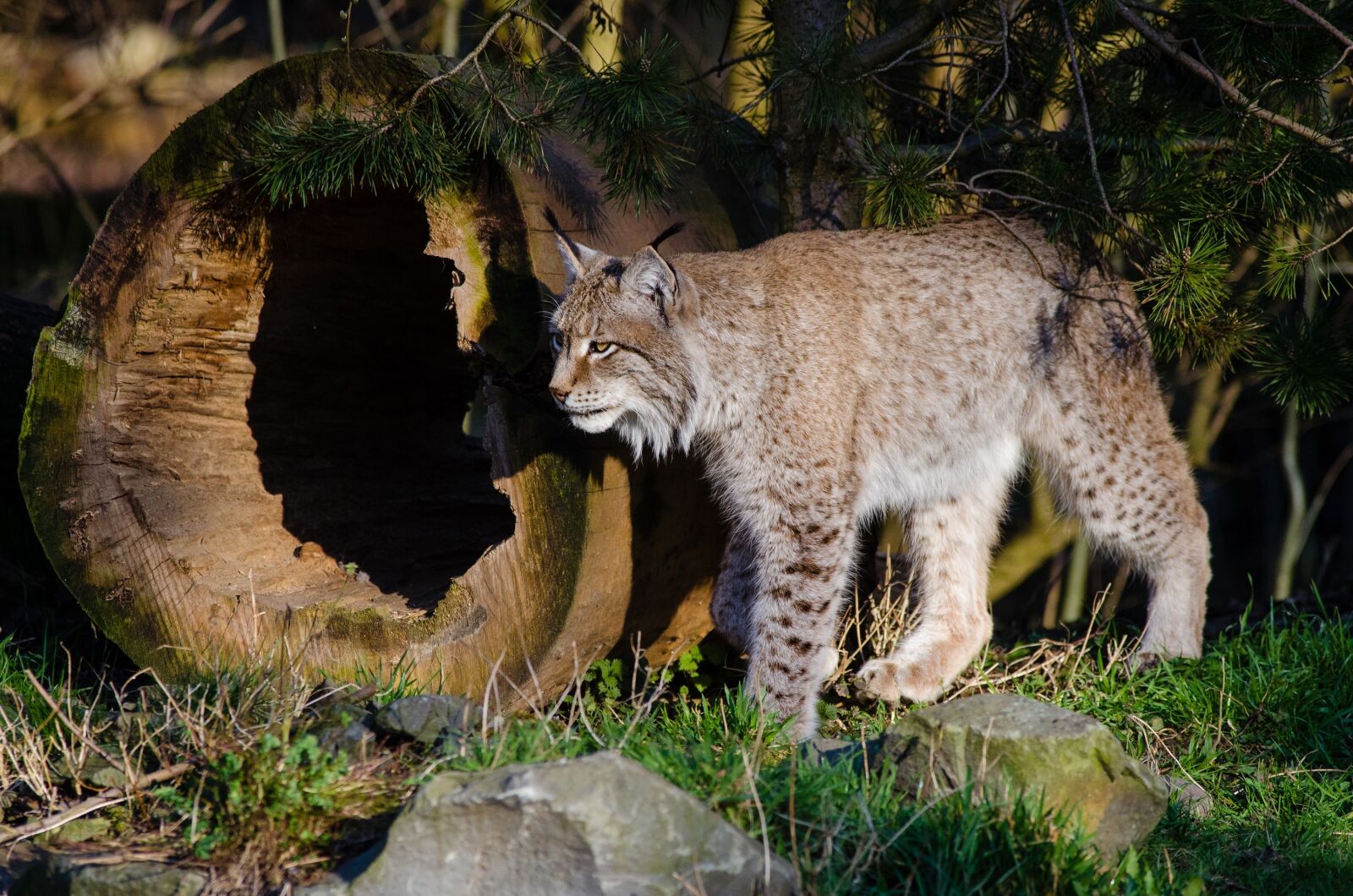 Nikon D7000 sample photo. Lynx, cat, predator photography