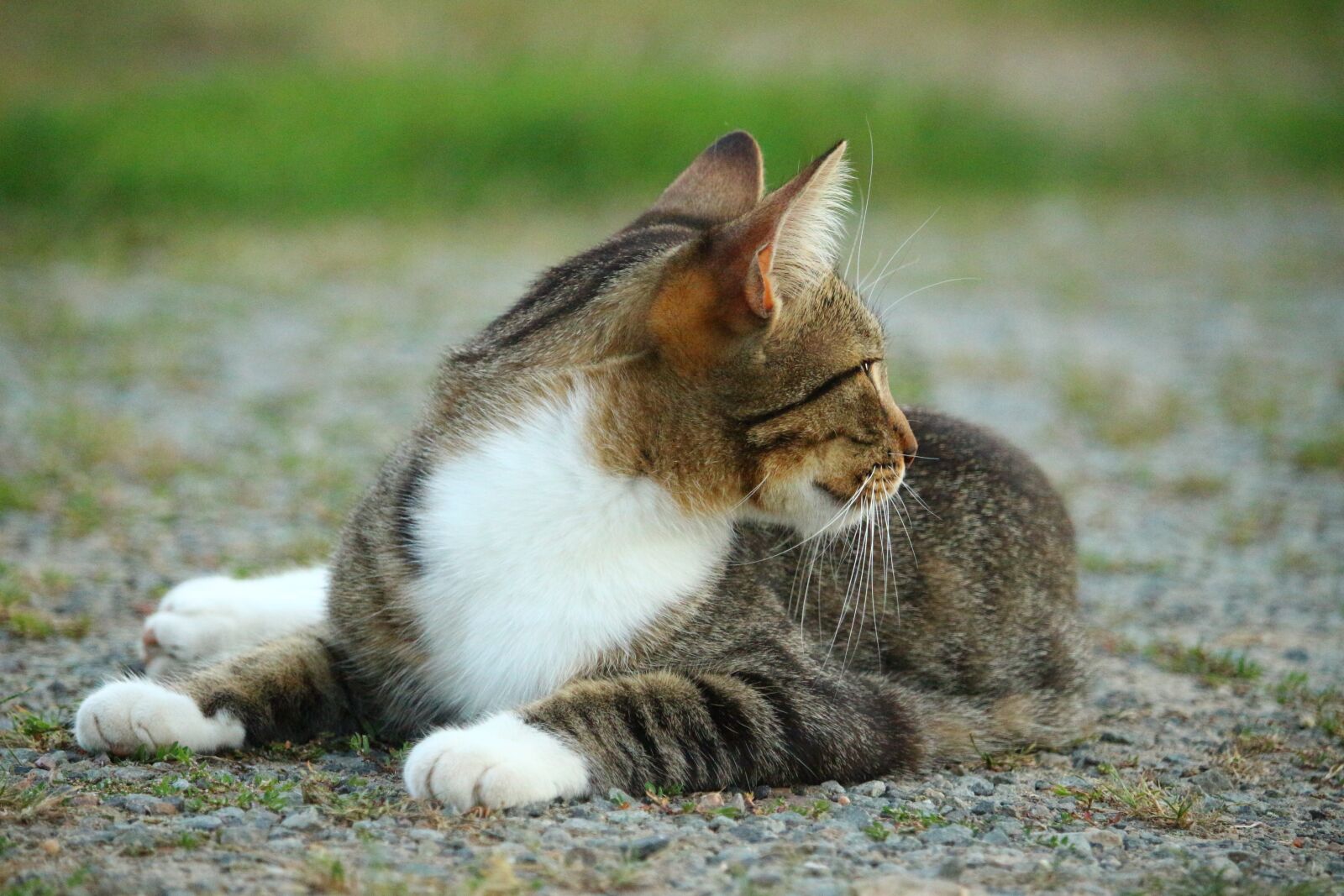 Canon EOS 100D (EOS Rebel SL1 / EOS Kiss X7) sample photo. Cat, kitten, mieze photography