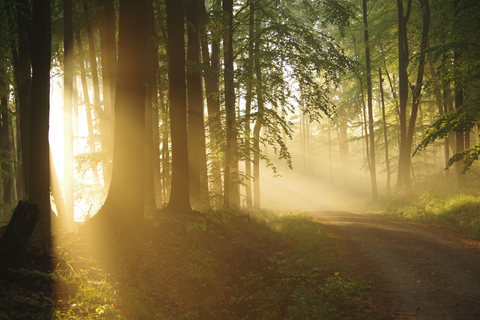 Pentax K-70 sample photo. Forest, sunlight, nature photography