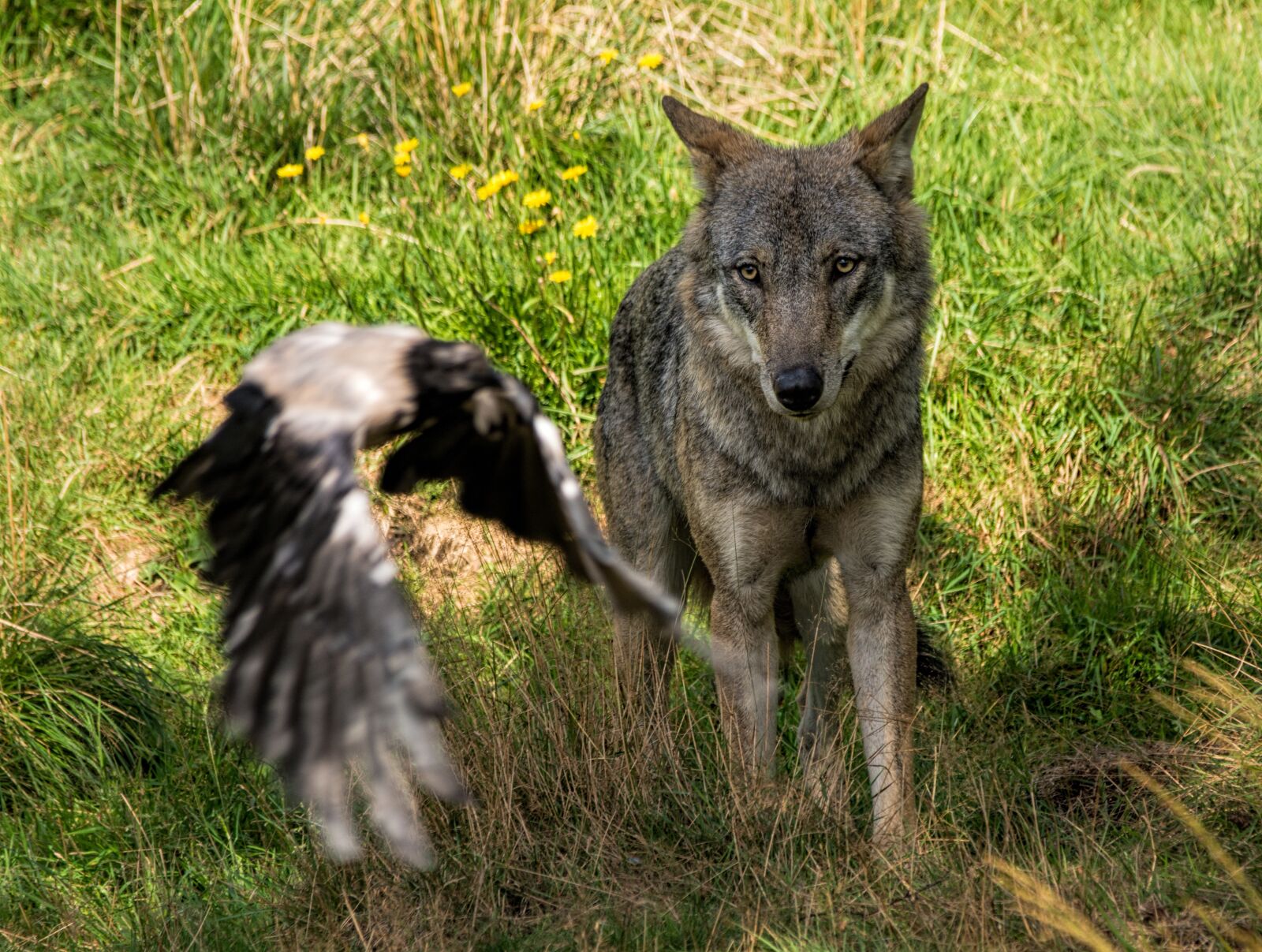 Nikon D7100 sample photo. Wolf, cut, predators photography