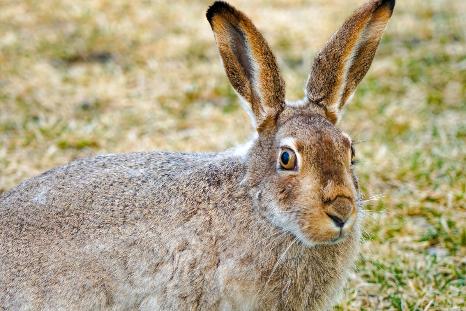 Sony a6500 sample photo. Jackrabbit, hare, rabbit photography