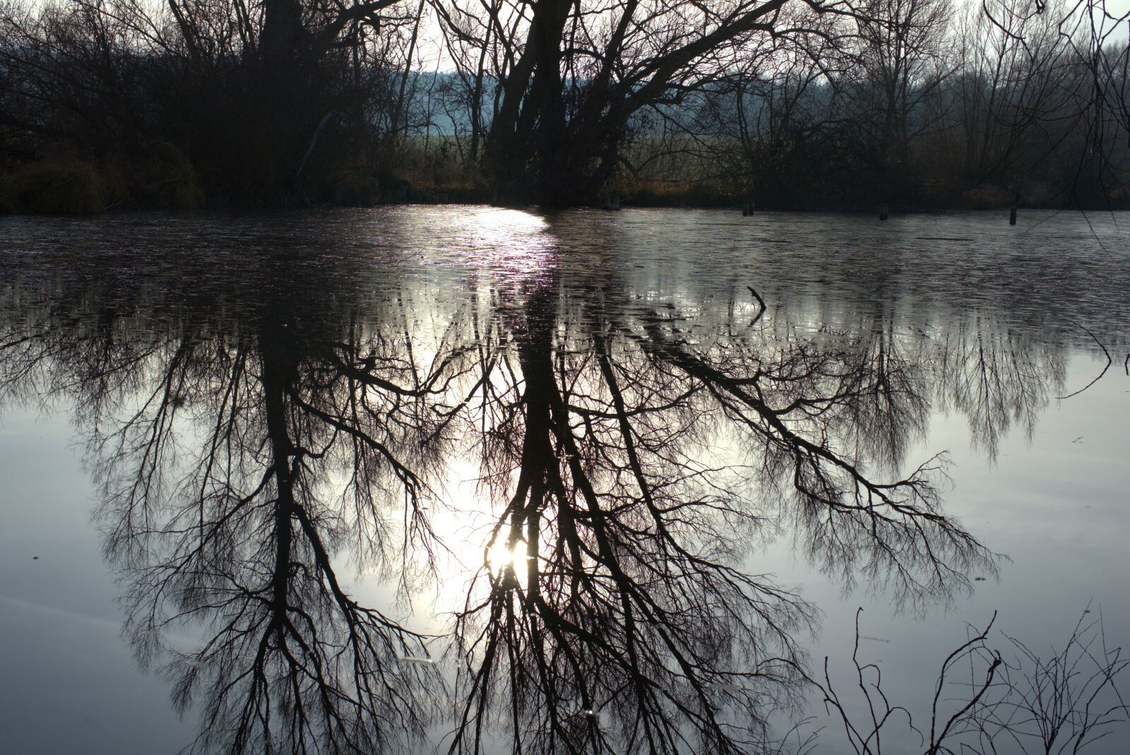 Sony FE 50mm F2.8 Macro sample photo. Water, swamp, pond photography