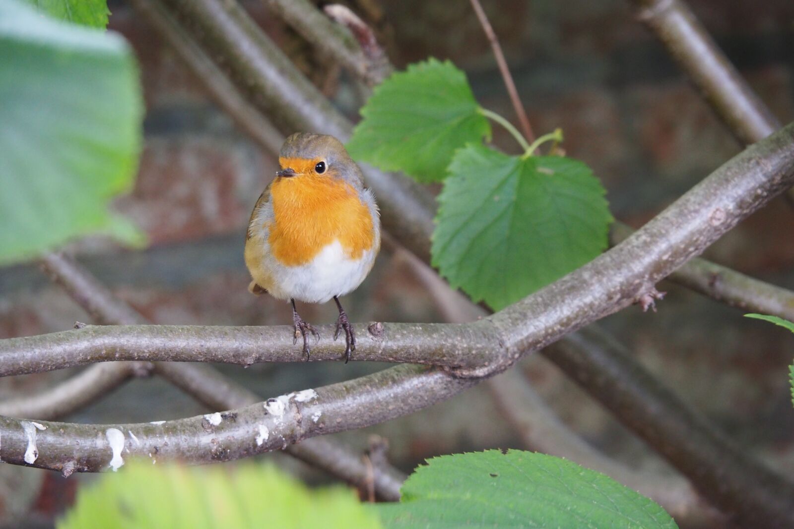 Olympus OM-D E-M10 II sample photo. Robin, birds, nature photography