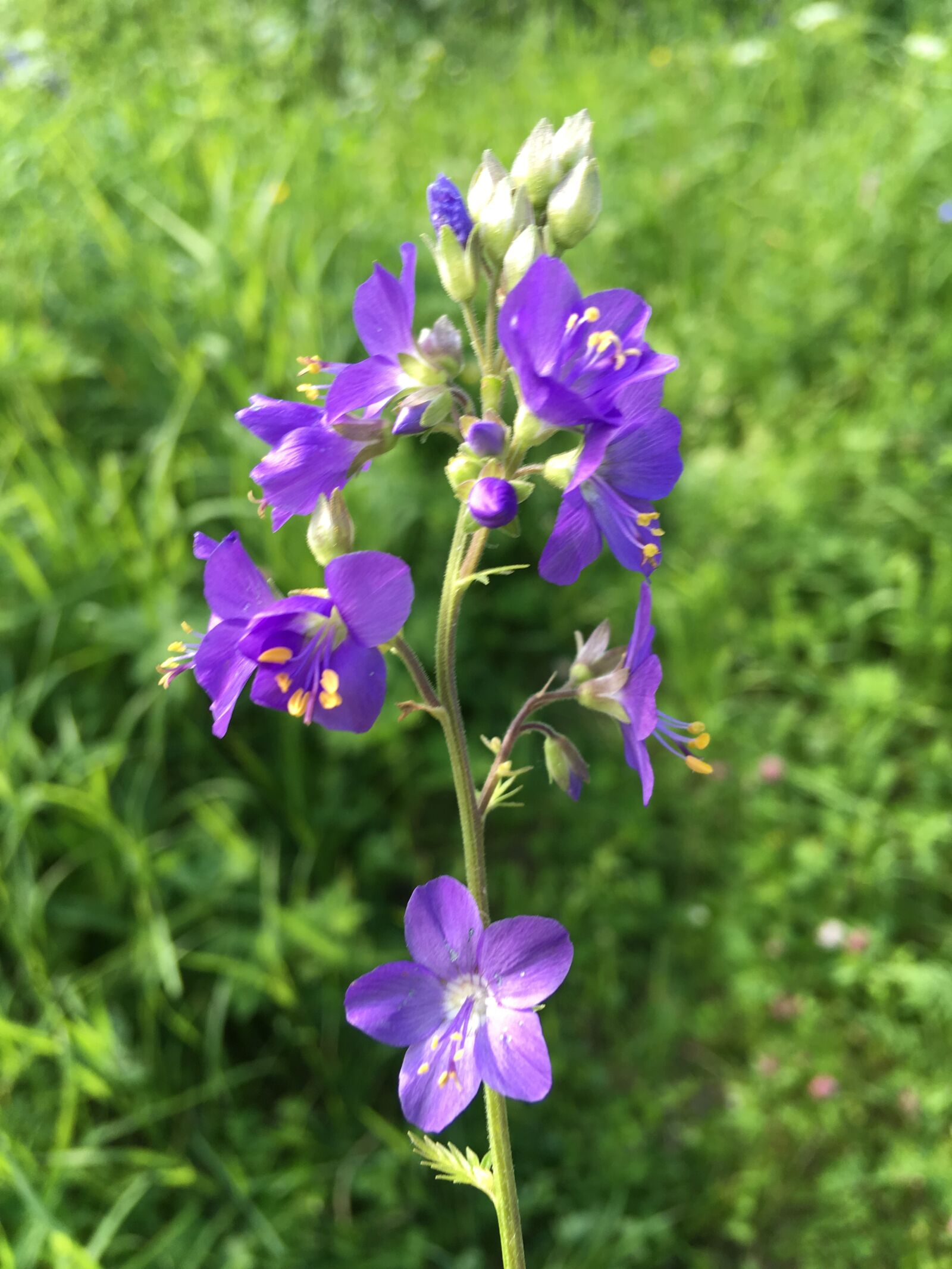 iPhone SE back camera 4.15mm f/2.2 sample photo. колокольчики, цветок, лето photography