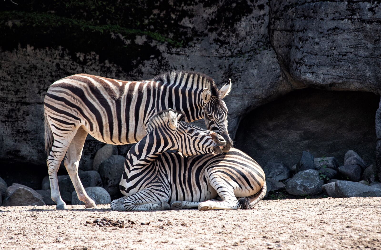 Canon EF 70-300mm F4-5.6 IS USM sample photo. Zebra, zebras, mammal photography