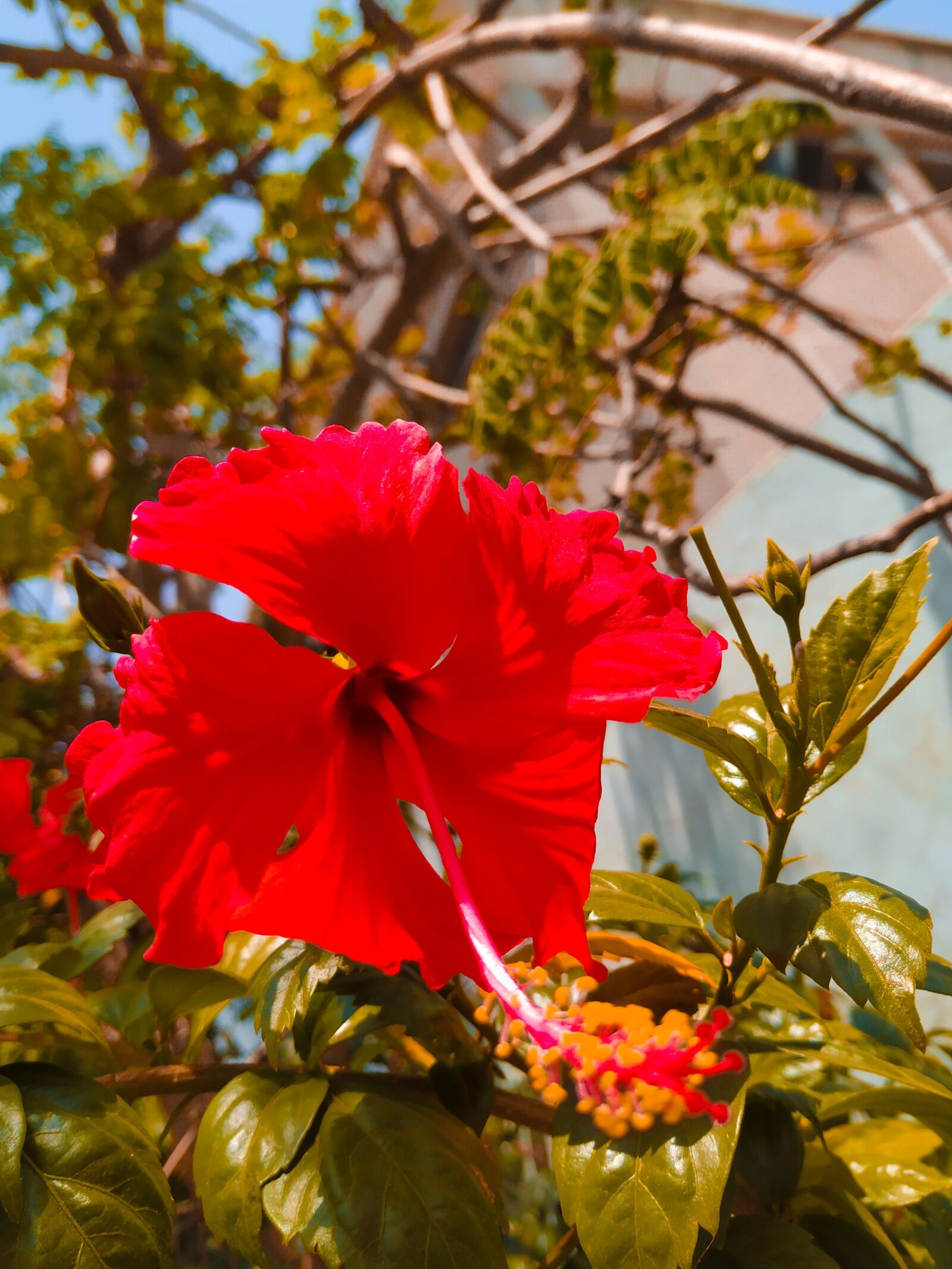 Xiaomi Mi A2 sample photo. Colour, flowers, shot photography