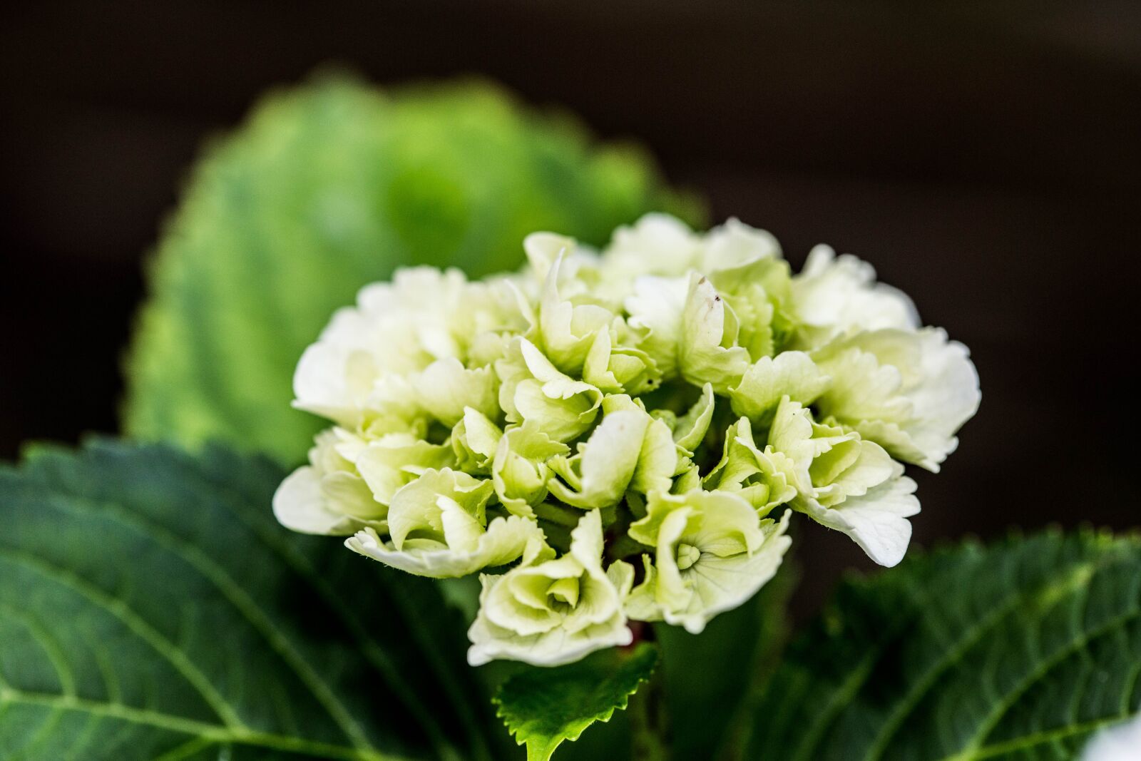Canon EF 100mm F2.8 Macro USM sample photo. Flower, macro, green photography