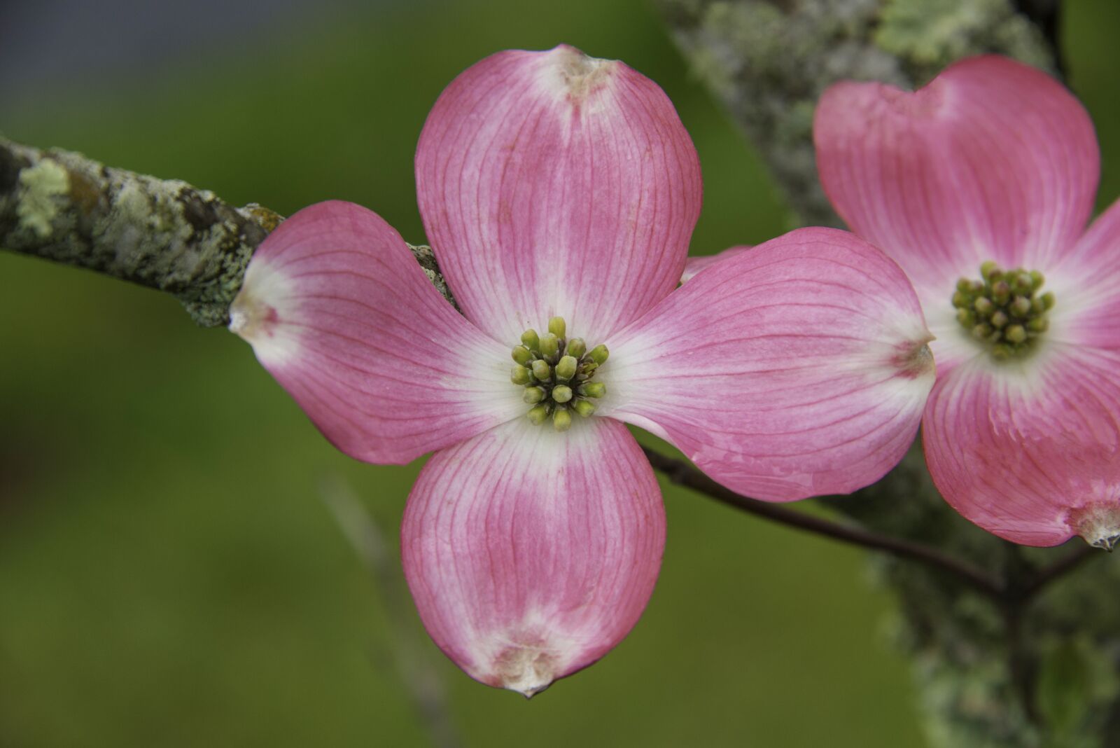Nikon D800 sample photo. Spring, colors, flowers photography