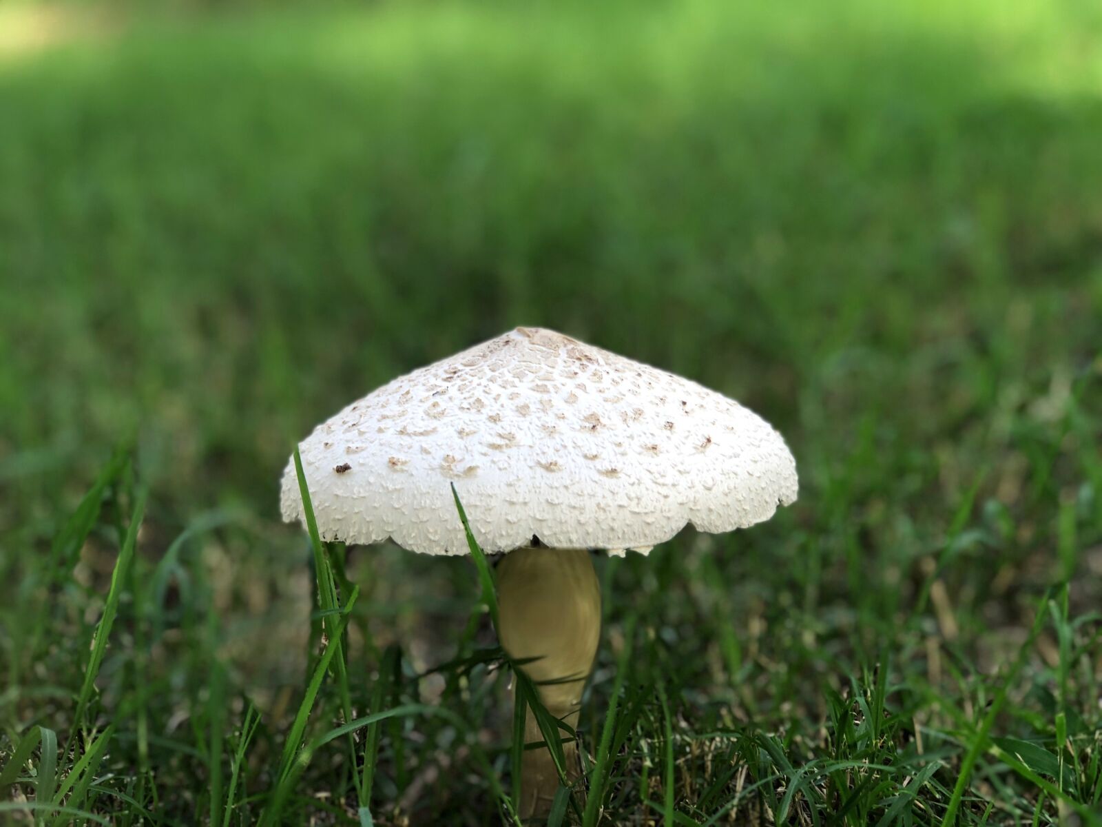 iPhone 8 Plus back dual camera 6.6mm f/2.8 sample photo. Mushroom, fungus, toadstool photography