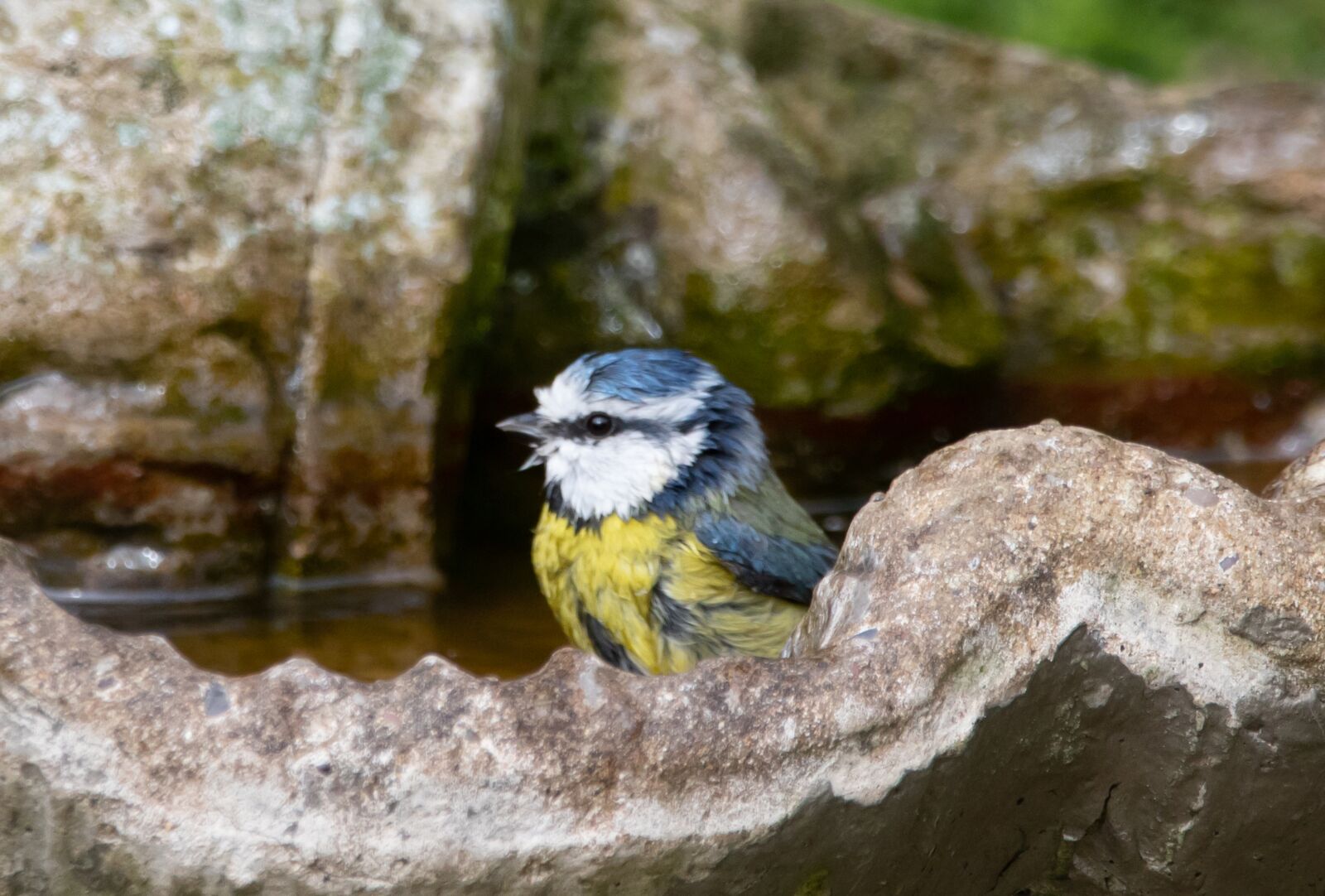 Canon EOS 7D Mark II + 150-600mm F5-6.3 DG OS HSM | Contemporary 015 sample photo. Blue tit, bathing, song photography