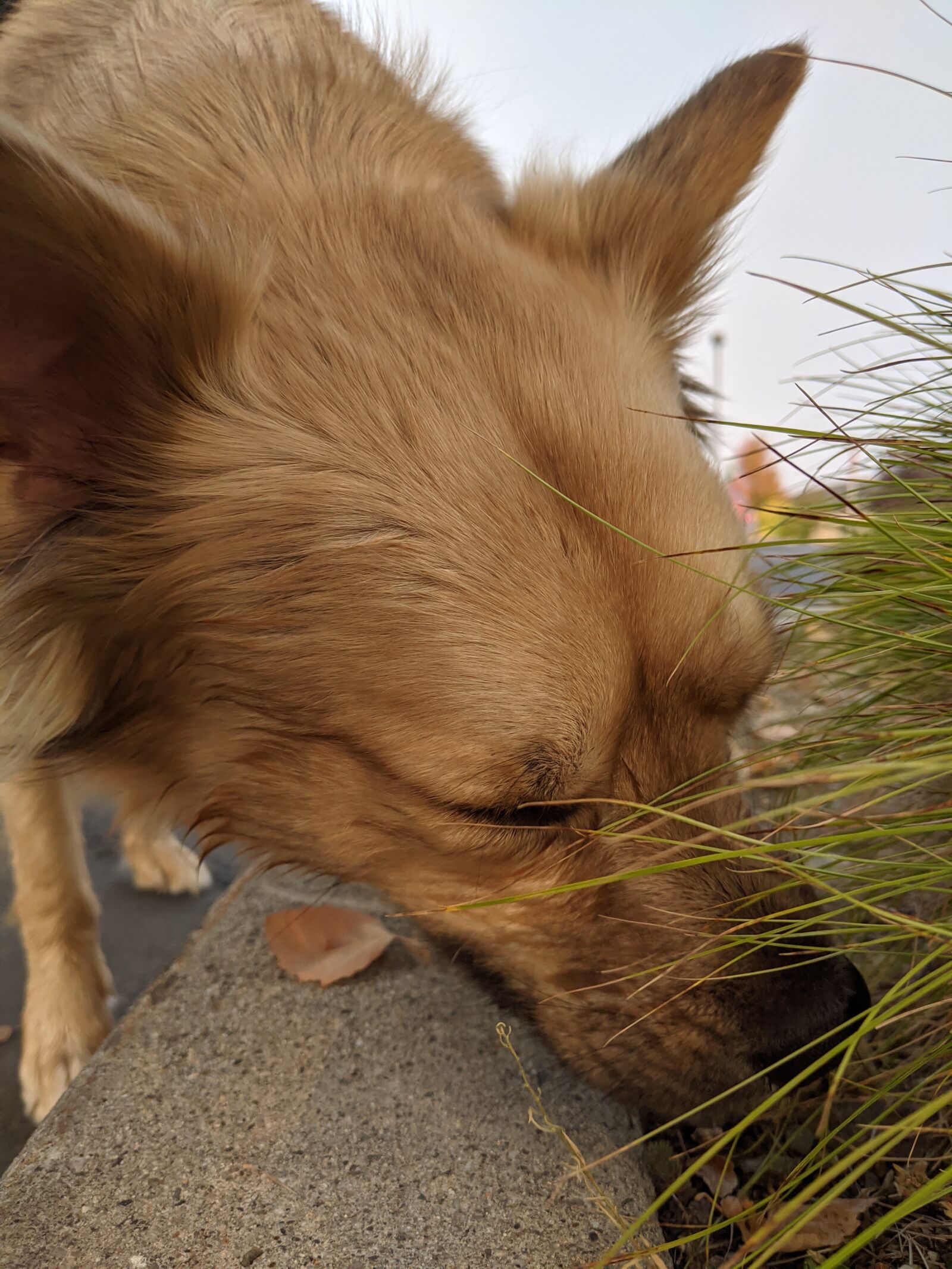 Google Pixel 2 XL sample photo. Dog, searching, pet photography