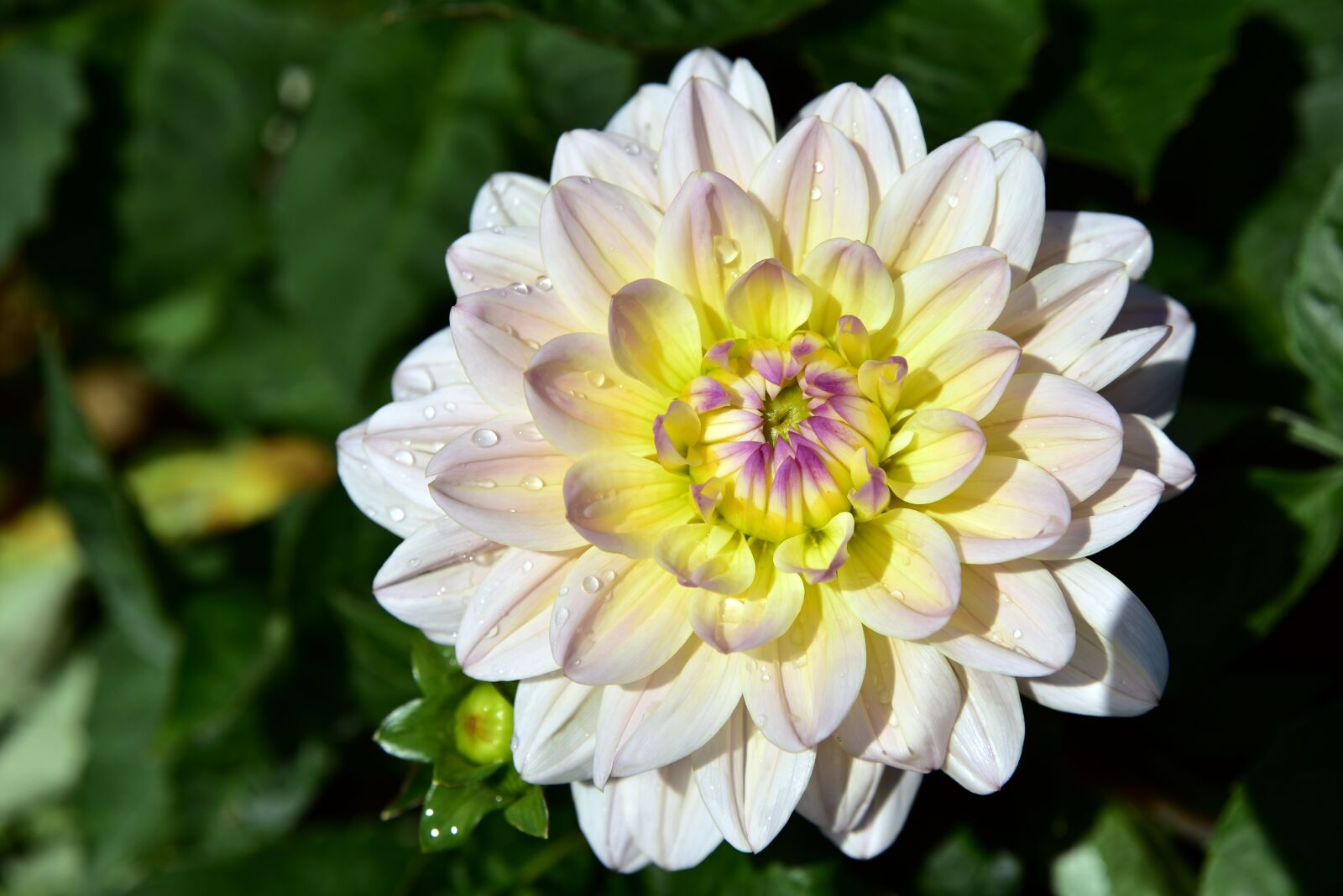 Nikon D750 sample photo. Dahlia, bloom, blossom photography