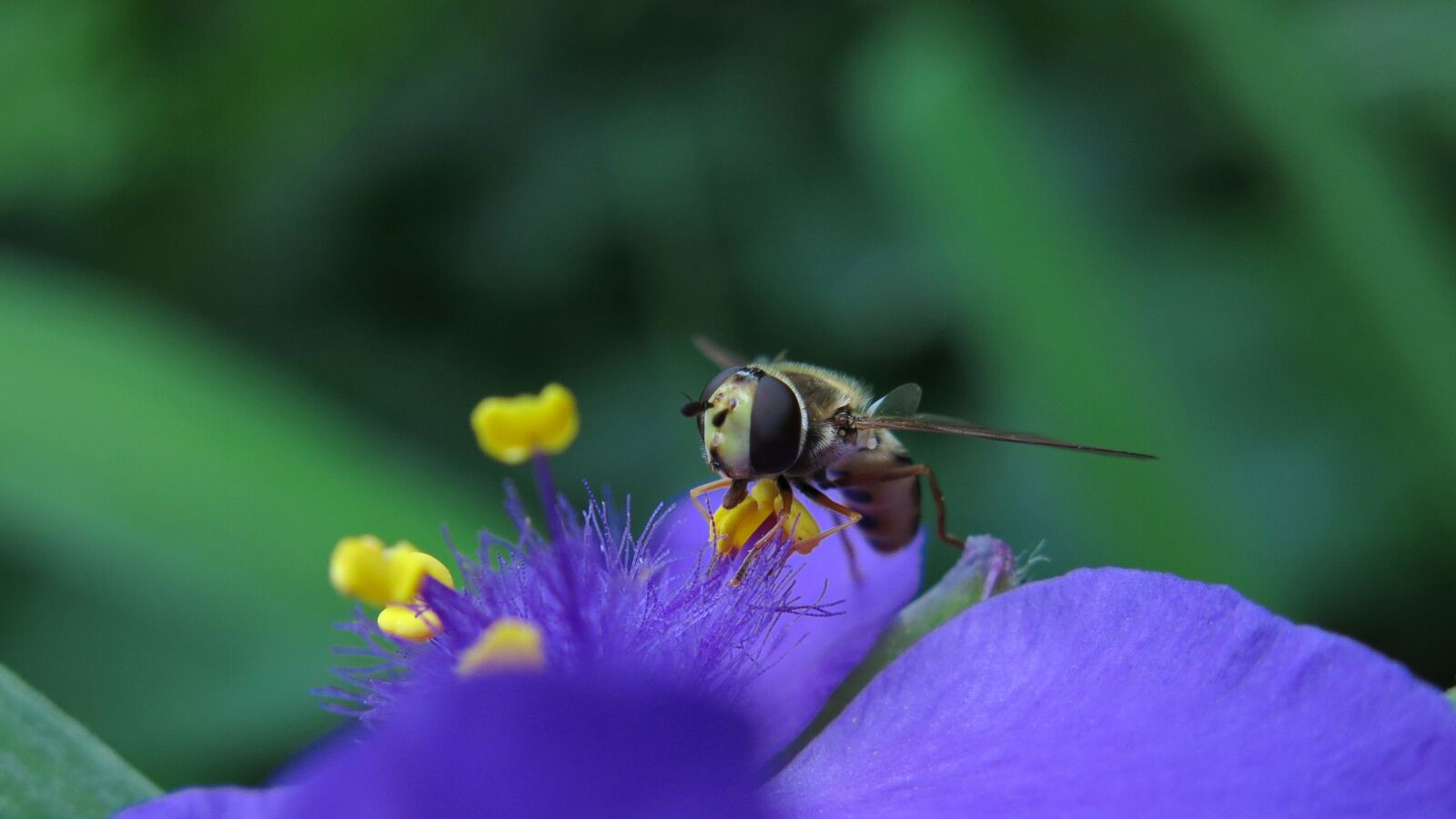 Canon PowerShot G15 sample photo. Hover fly, three master photography