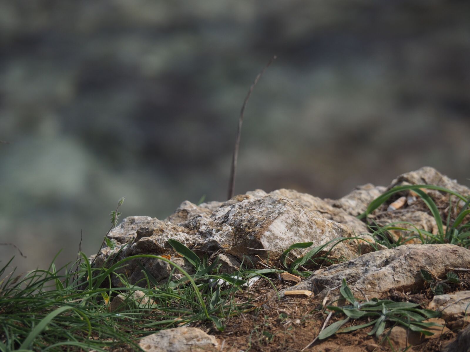 Olympus OM-D E-M5 II sample photo. Stone, grass, brown photography
