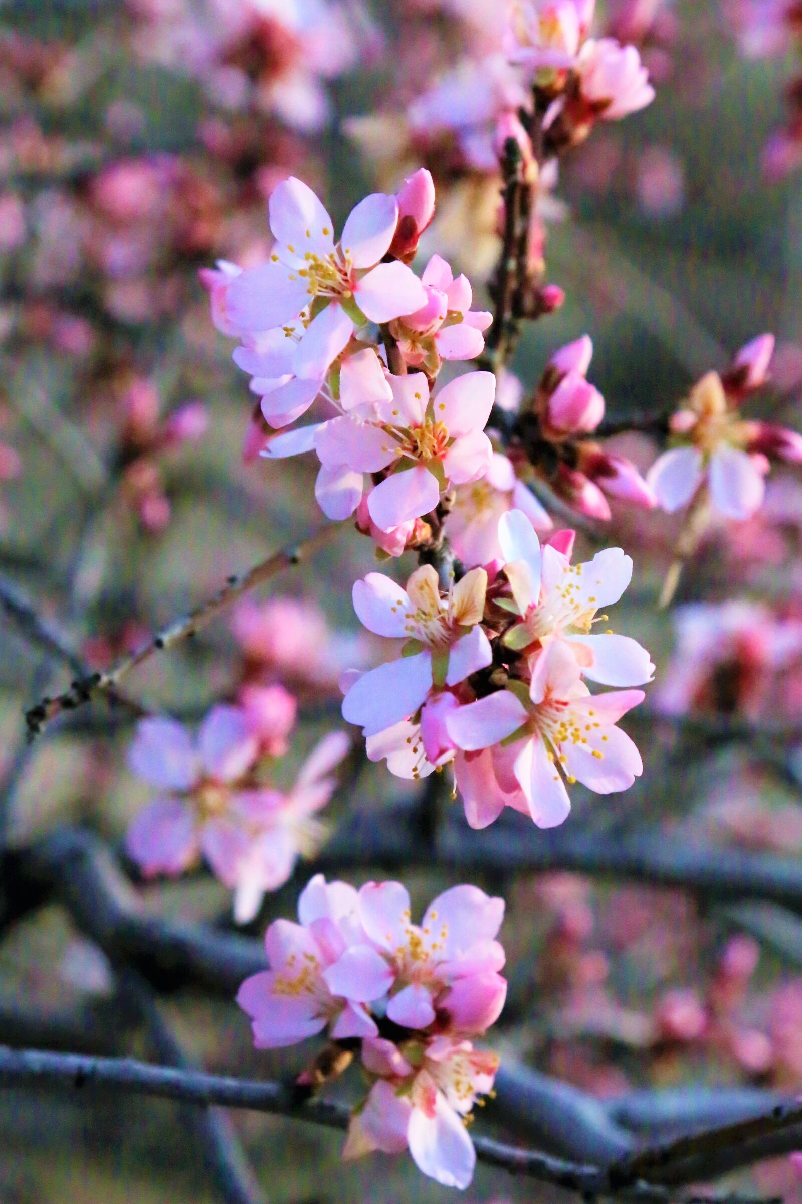 Canon EF 24-105mm F4L IS USM sample photo. Flowers, spring, nature photography