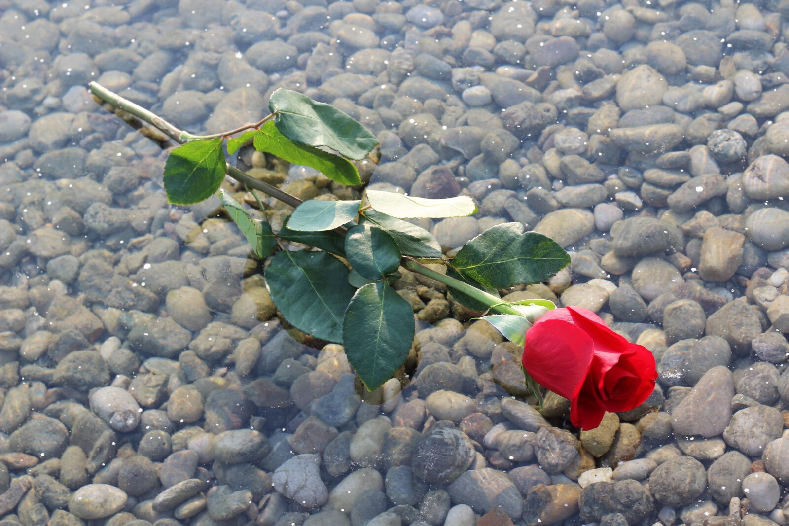 Canon EOS 600D (Rebel EOS T3i / EOS Kiss X5) + Canon EF 50mm F1.8 II sample photo. Red rose on ice photography