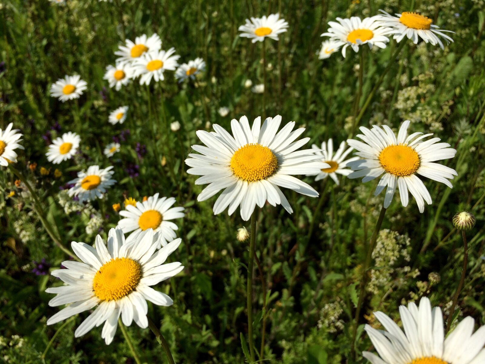 iPhone 5s back camera 4.15mm f/2.2 sample photo. Daisy, flowers, summer photography