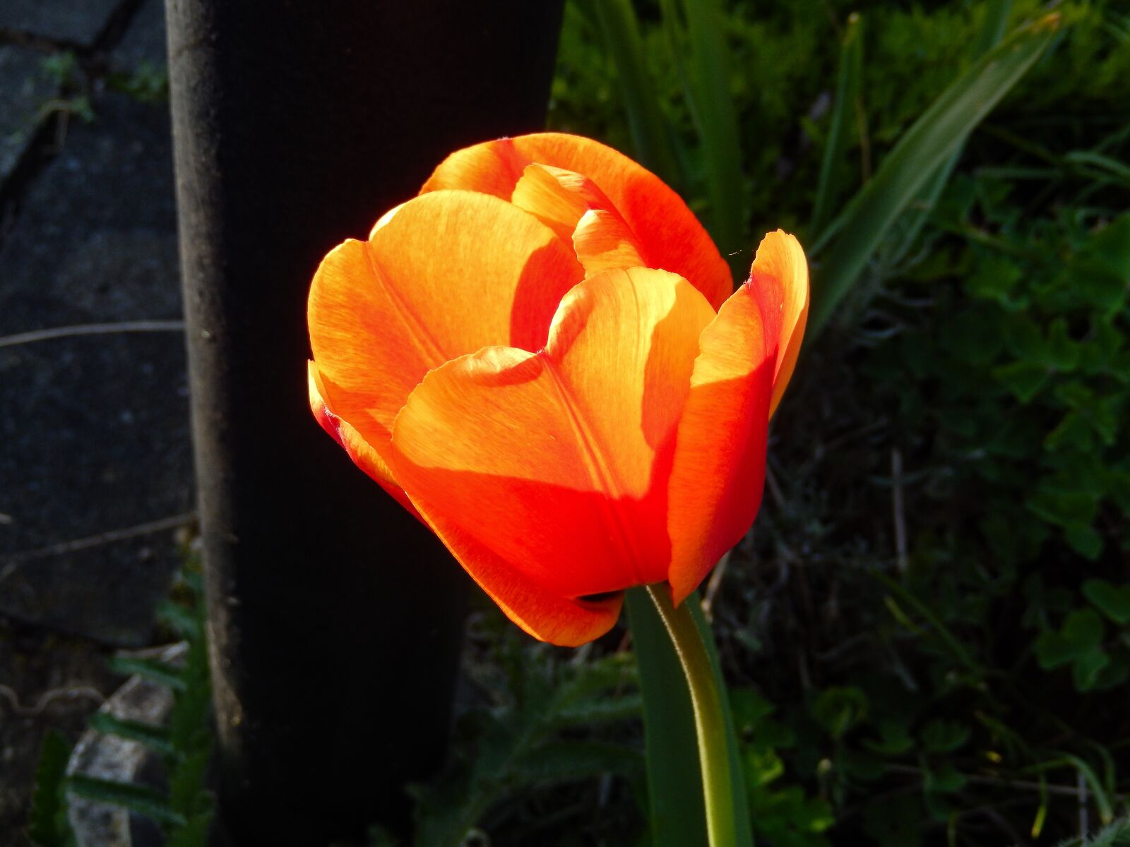 Nikon Coolpix S9500 sample photo. Tulip, tulipa, spring photography